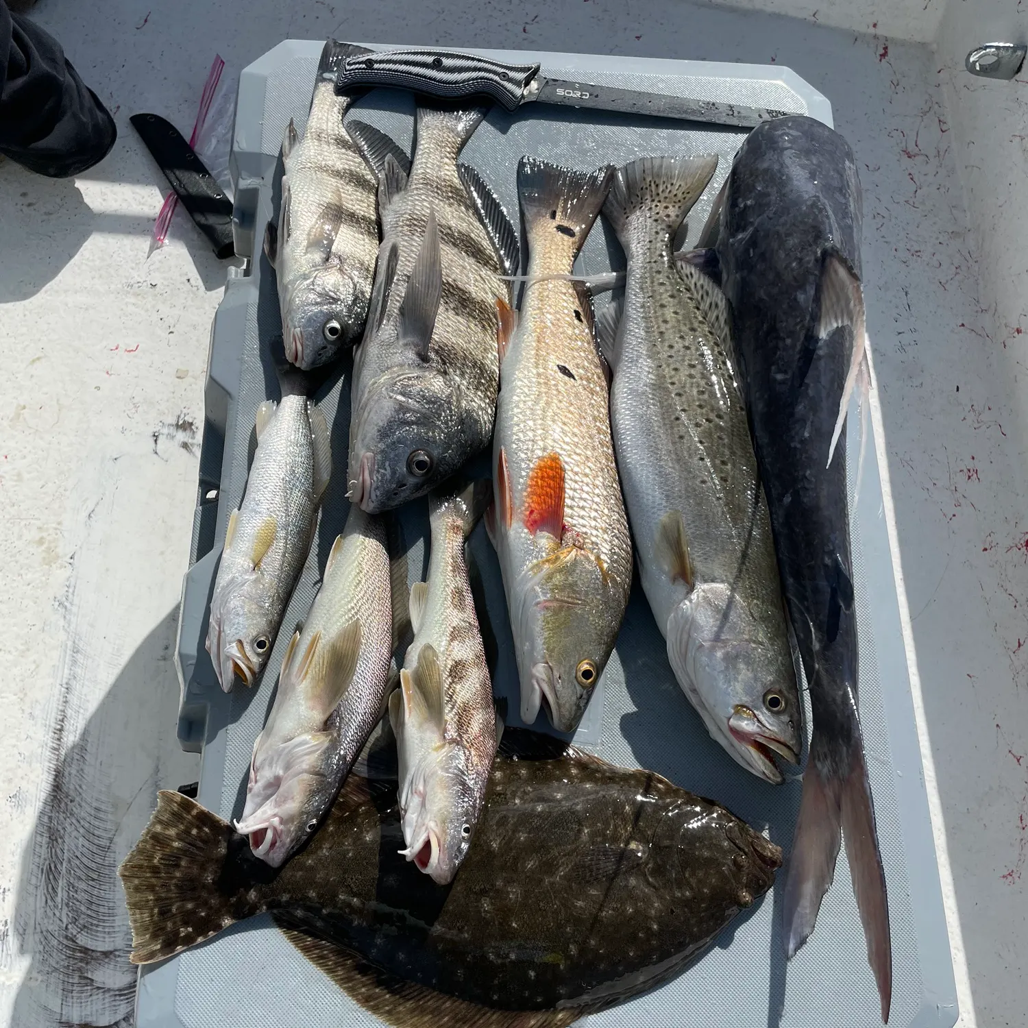 recently logged catches