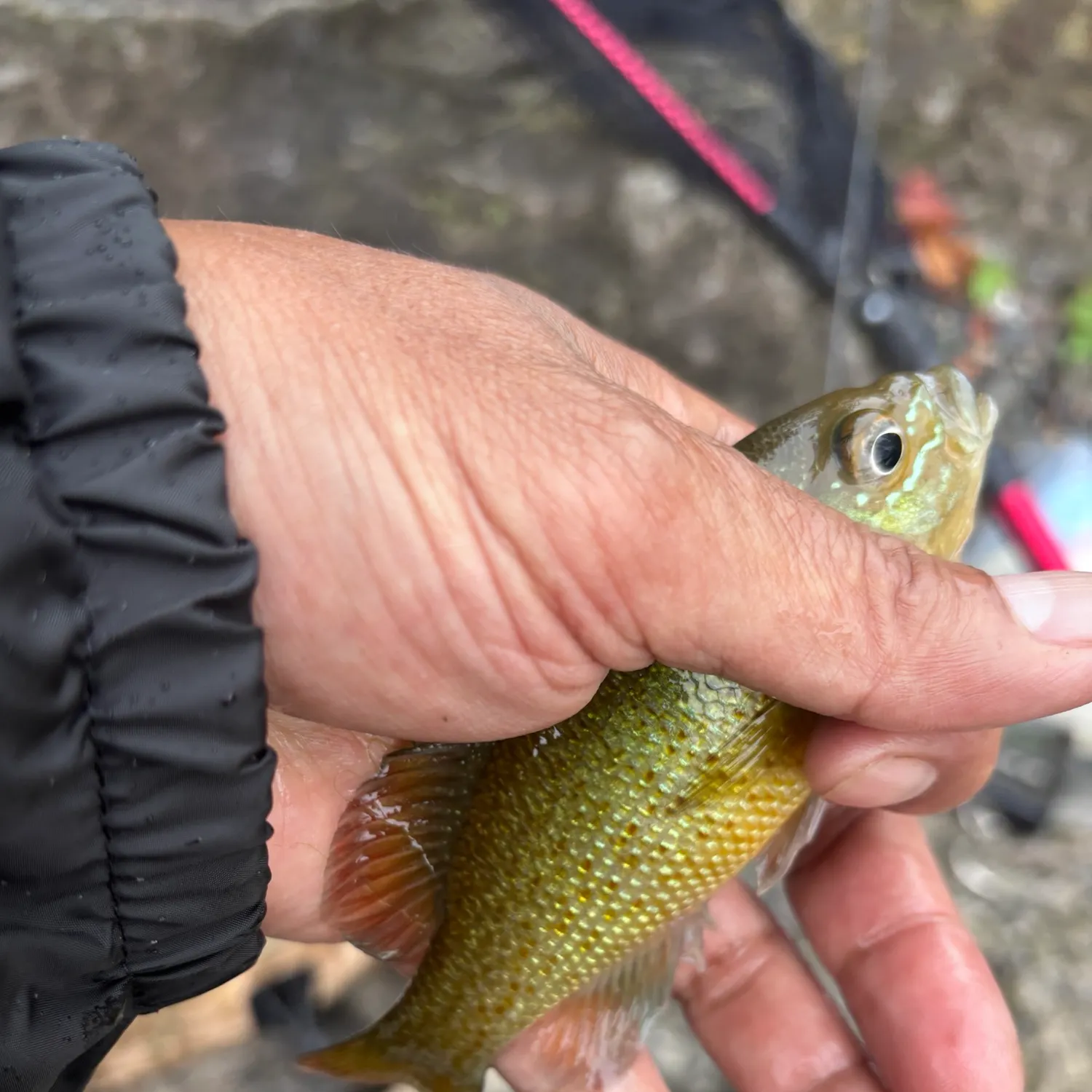 Redbreast sunfish caught on Fishbrain