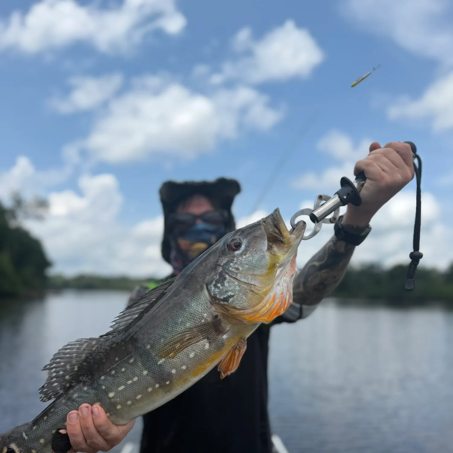 Speckled peacock bass caught on Fishbrain