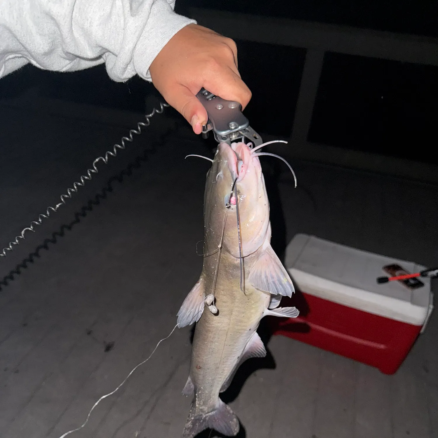 Channel catfish caught on Fishbrain