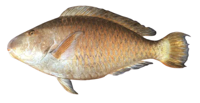 Pacific longnose parrotfish