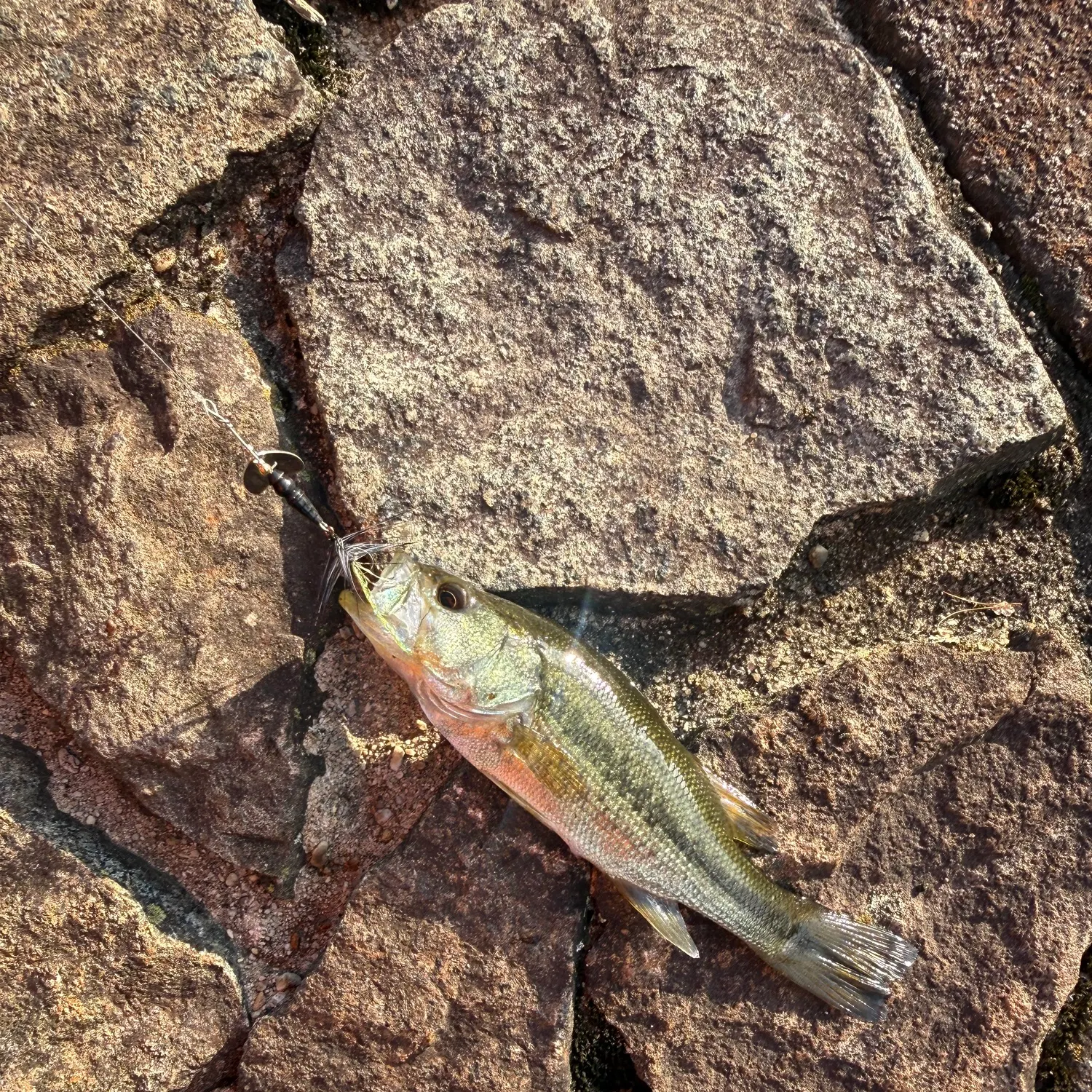 Largemouth bass caught on Fishbrain