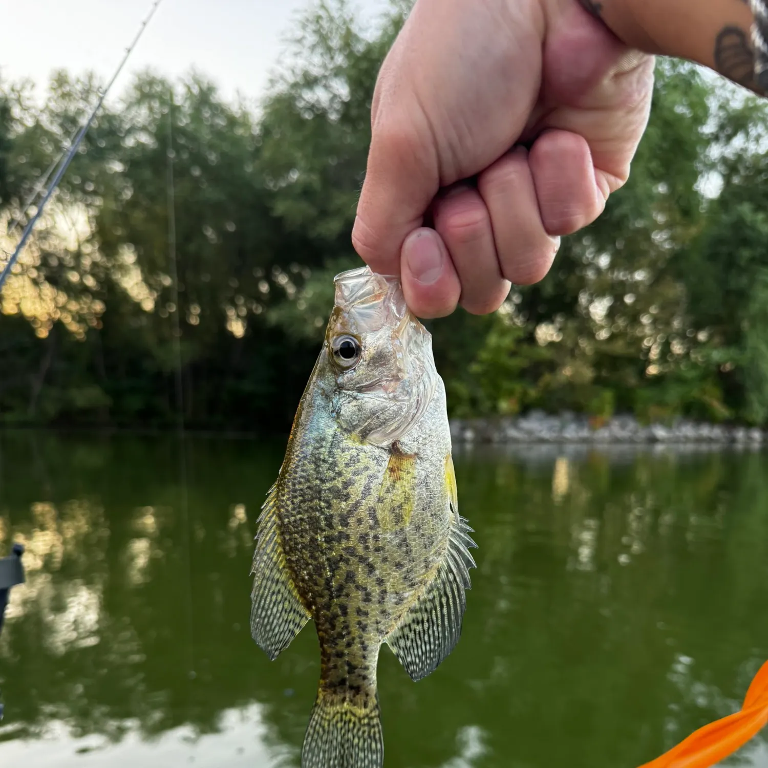 Black crappie caught on Fishbrain