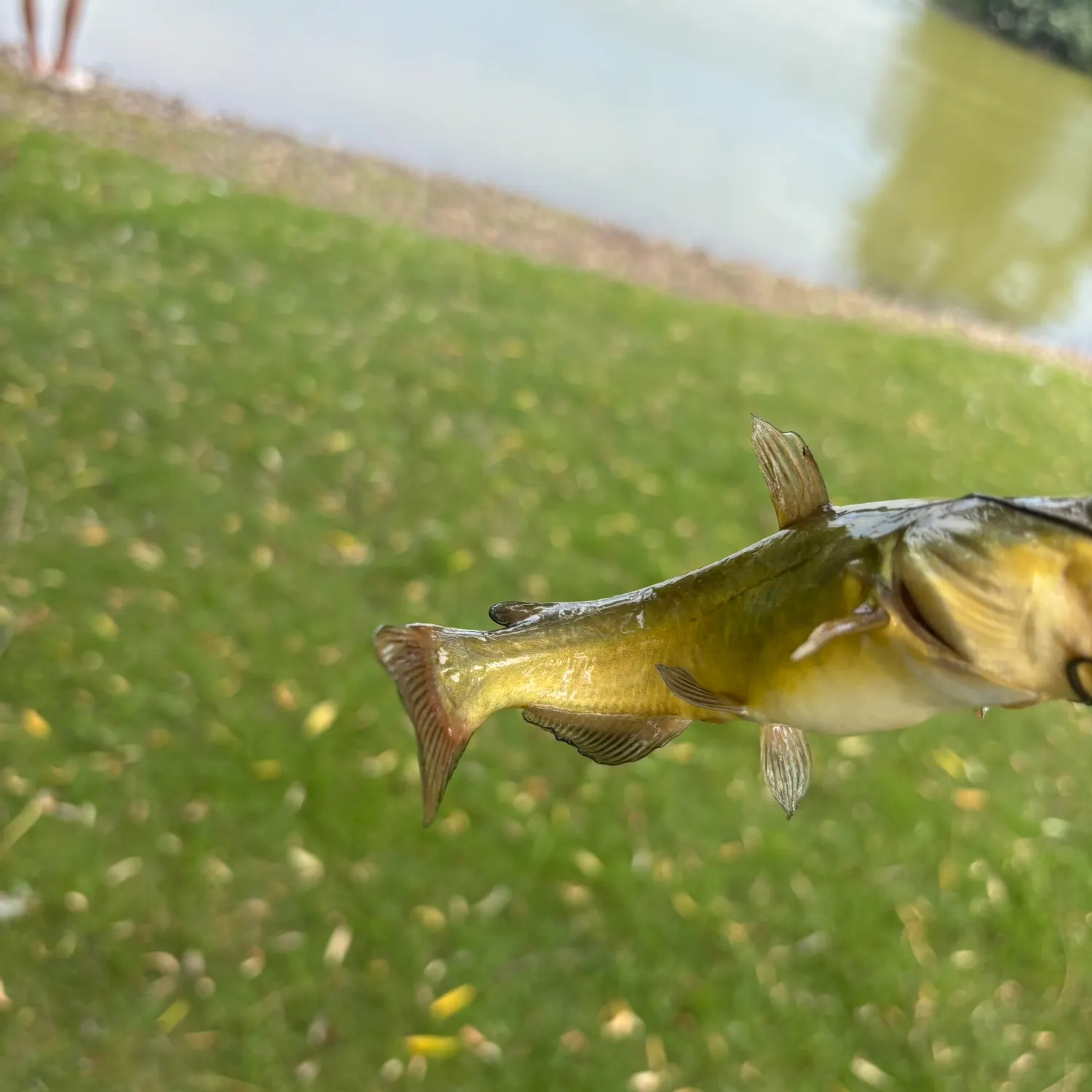 Yellow bullhead caught on Fishbrain
