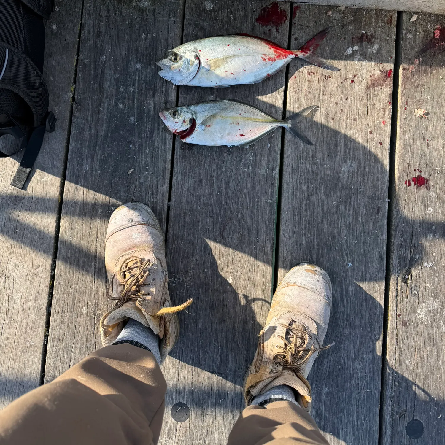 White trevally caught on Fishbrain