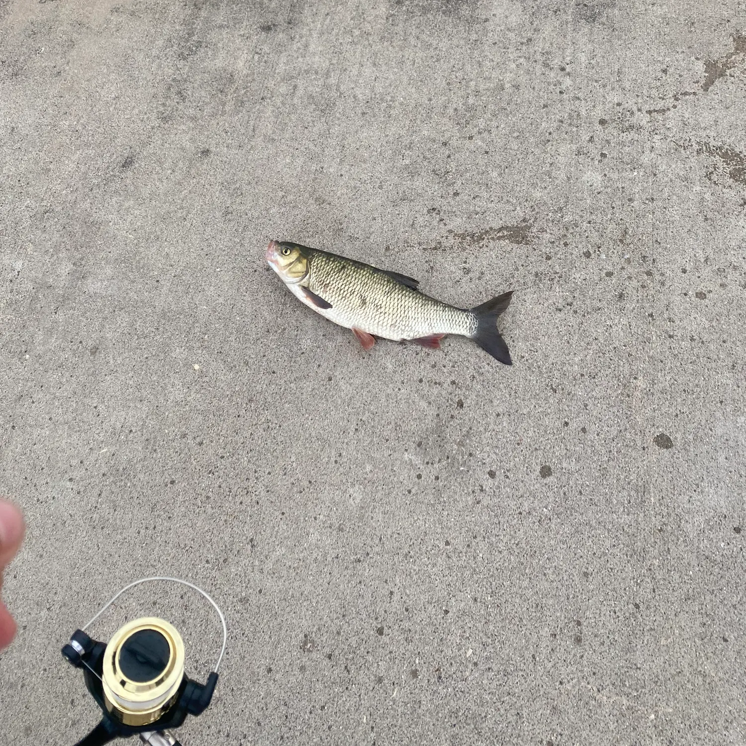 Fish caught on Fishbrain