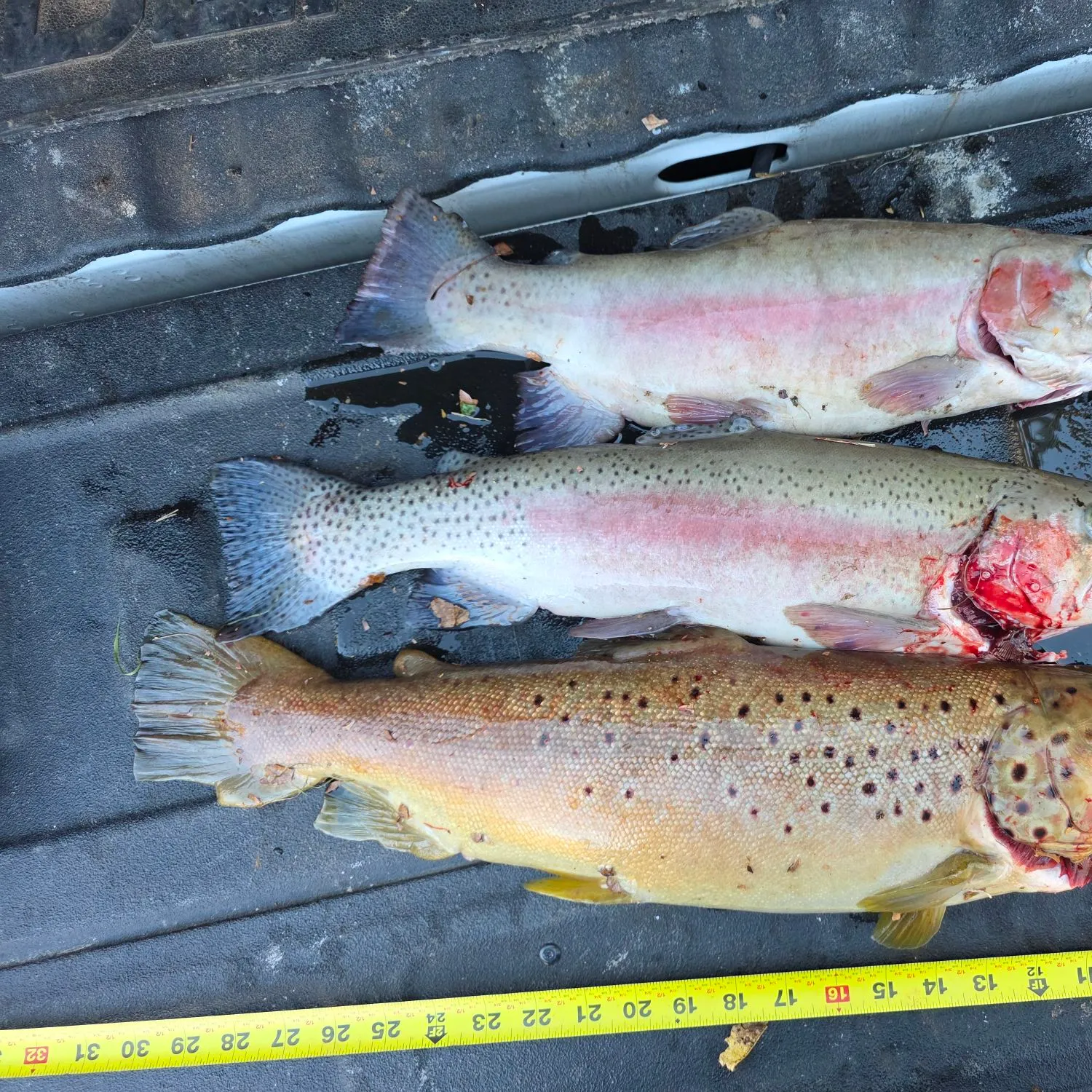 Brown trout caught on Fishbrain
