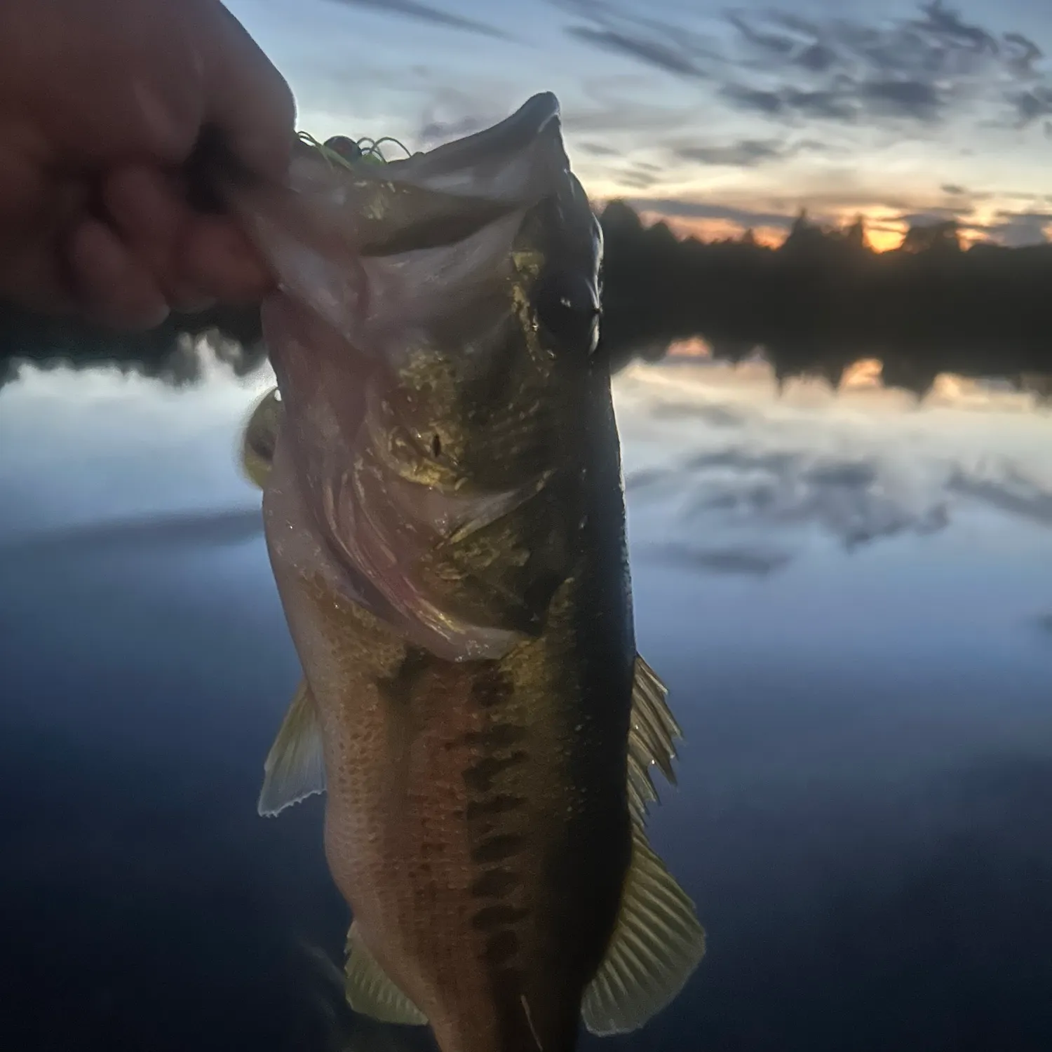 Largemouth bass caught on Fishbrain