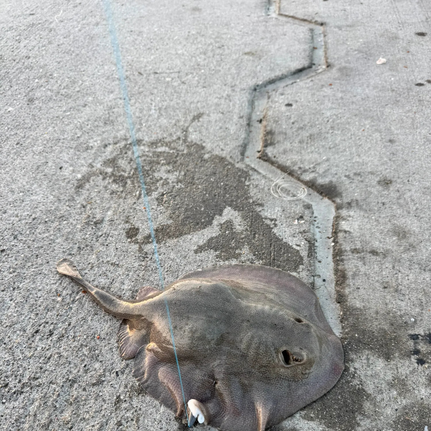 Haller's round ray caught on Fishbrain