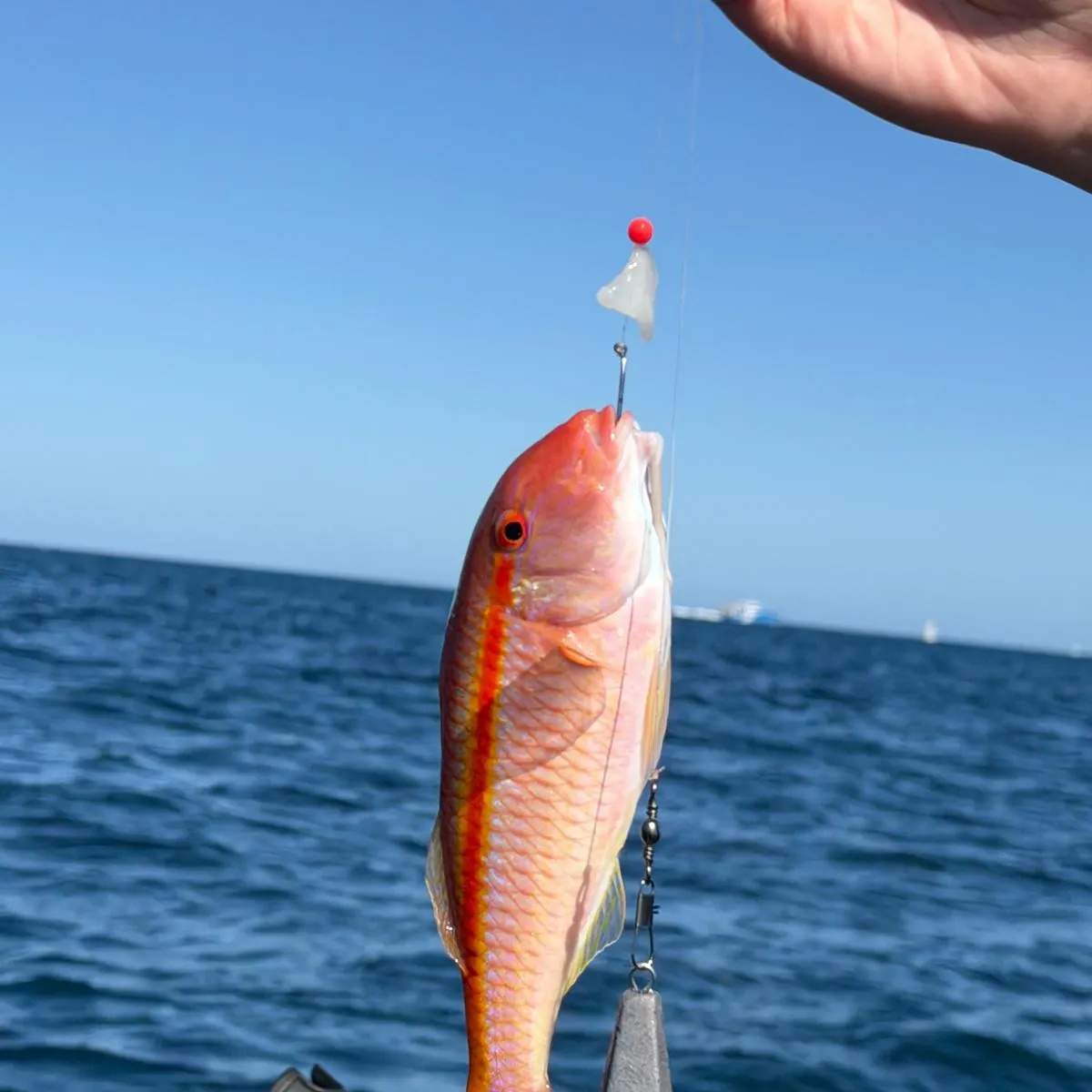 The most recent Spotted goatfish catches on Fishbrain