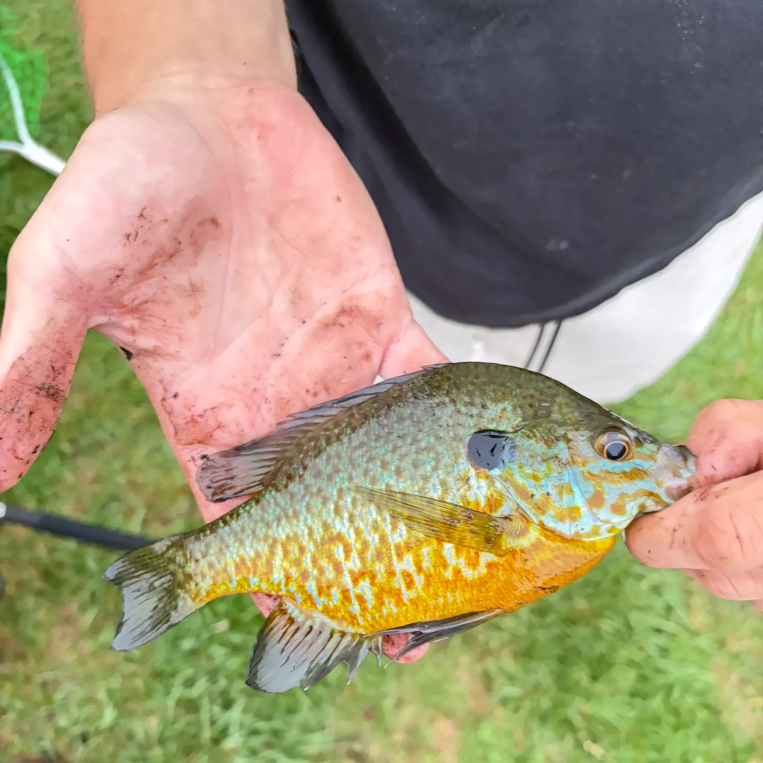 Orangespotted sunfish caught on Fishbrain