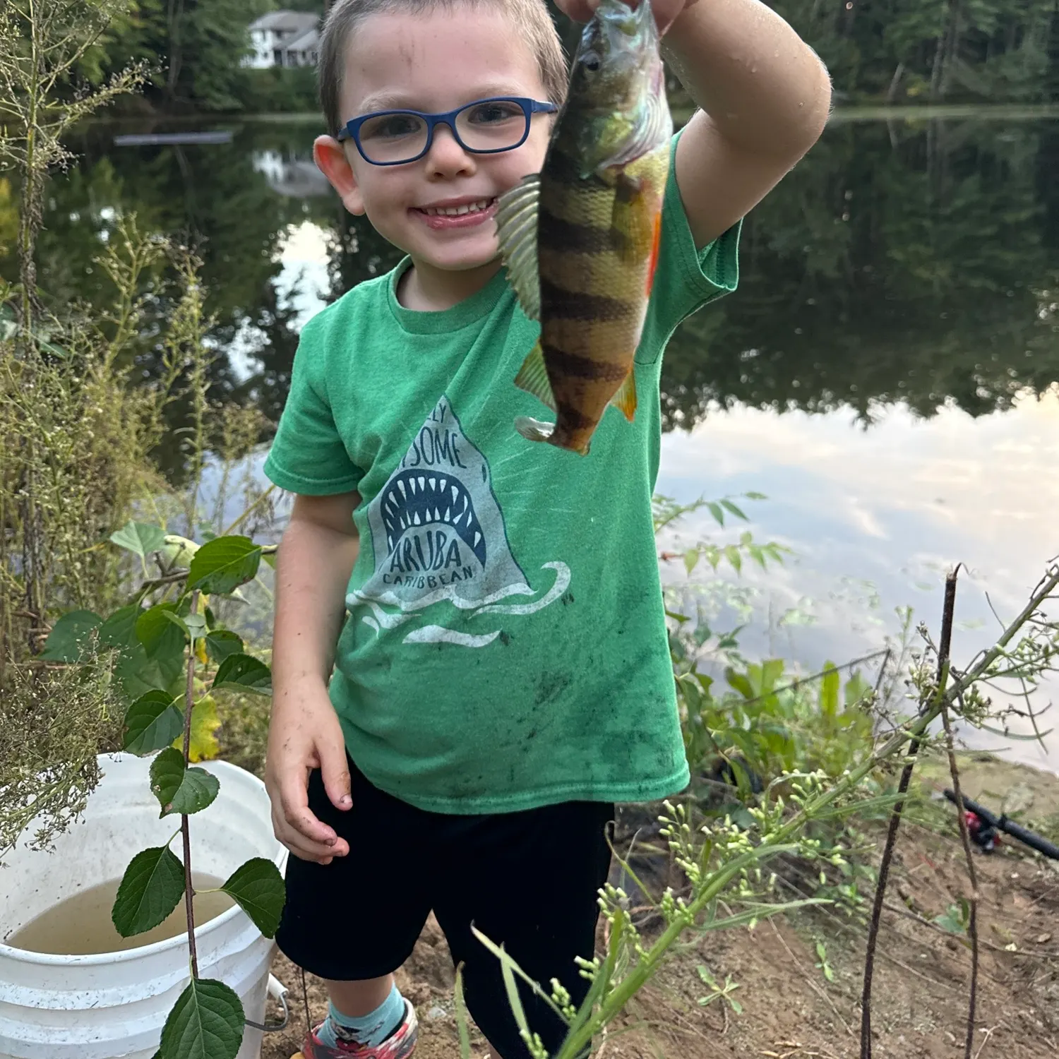 Yellow perch caught on Fishbrain