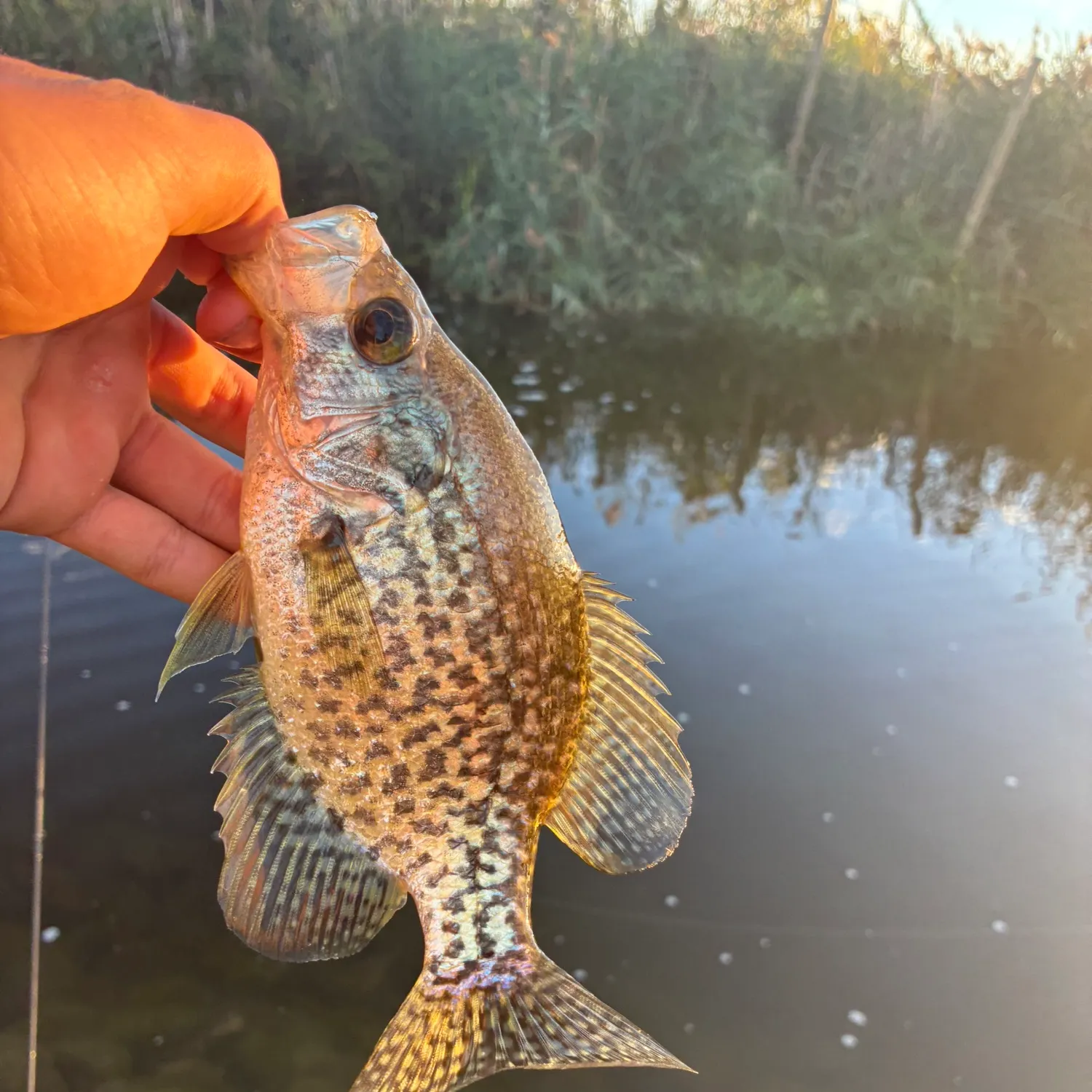 Black crappie caught on Fishbrain