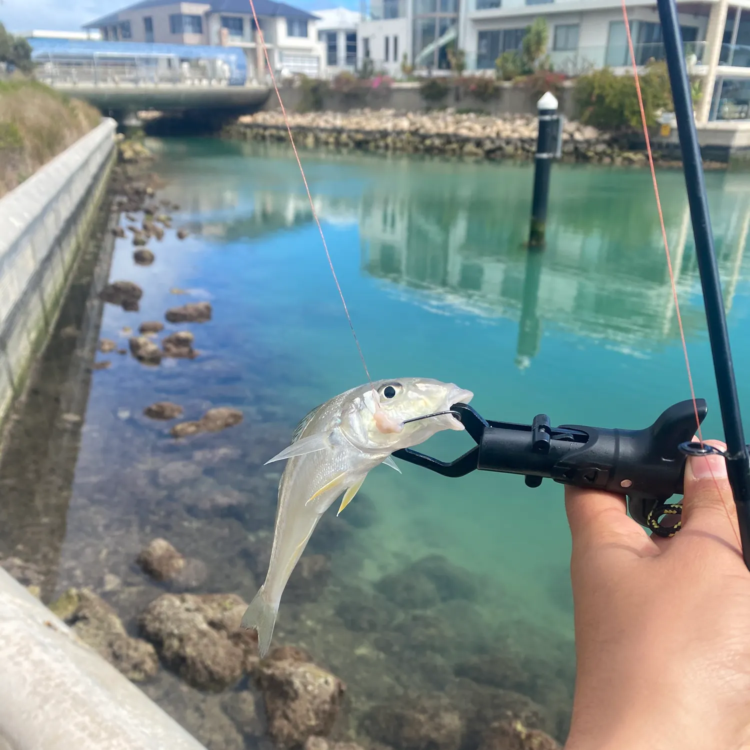 King George whiting caught on Fishbrain