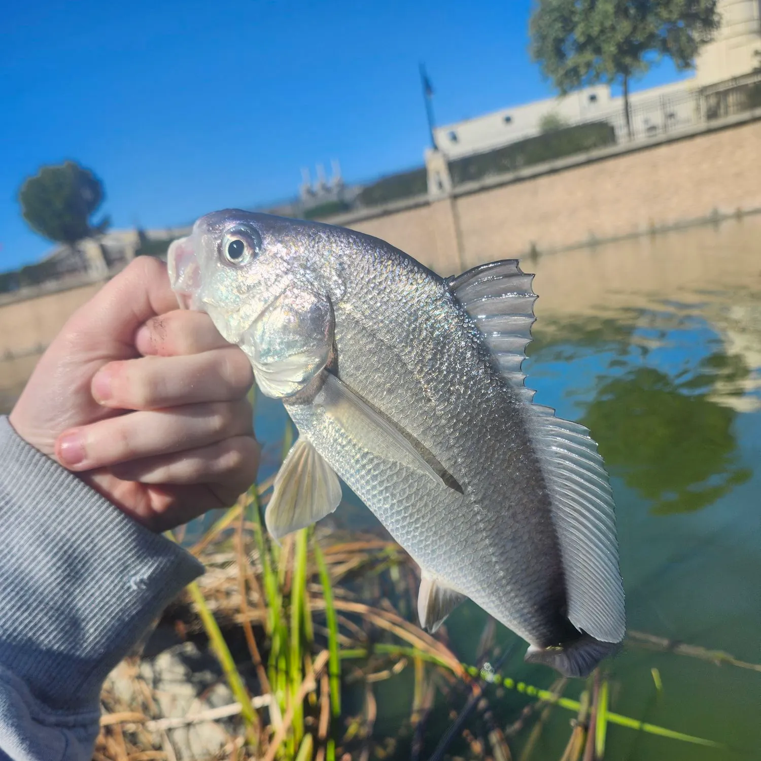 Freshwater drum caught on Fishbrain