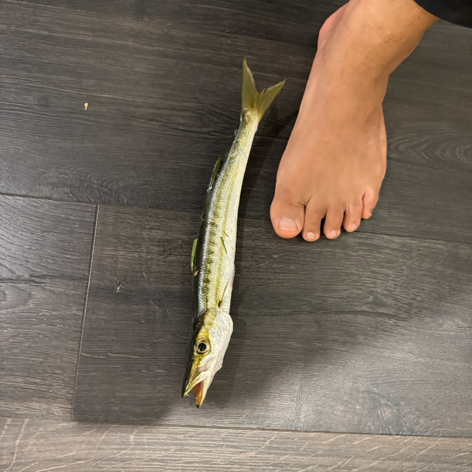 The most recent Yellowtail barracuda catches on Fishbrain