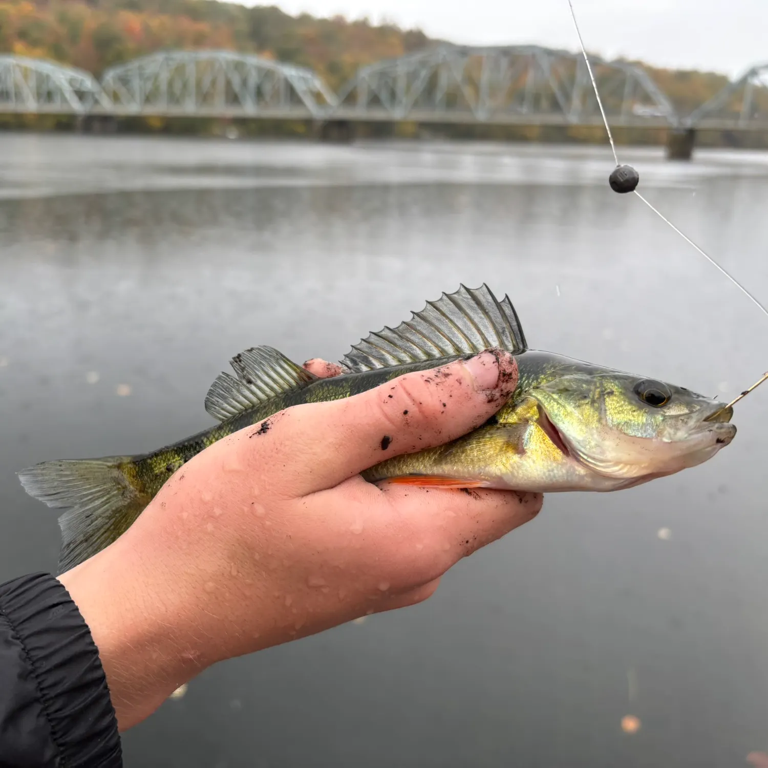 Yellow perch caught on Fishbrain