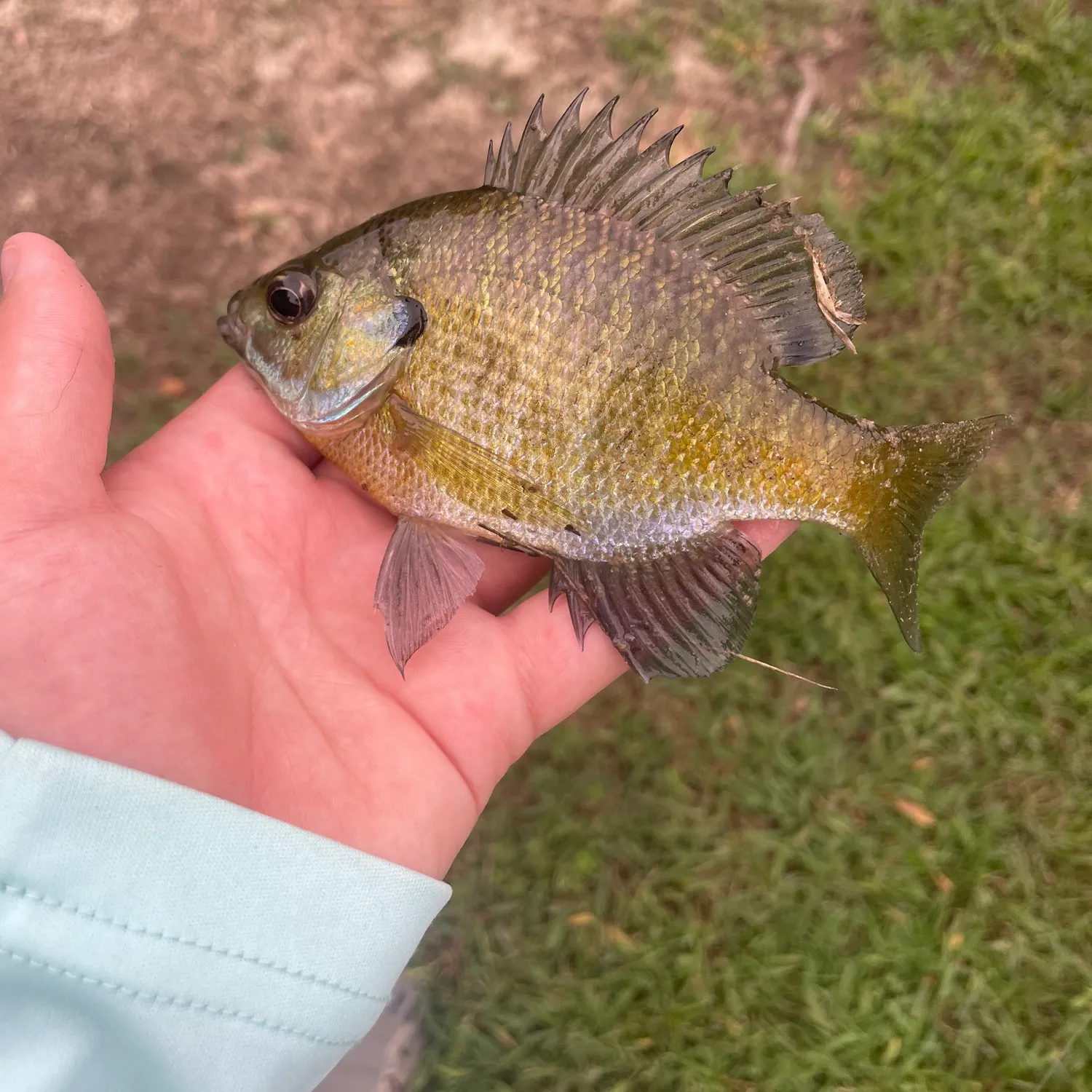 Bluegill caught on Fishbrain