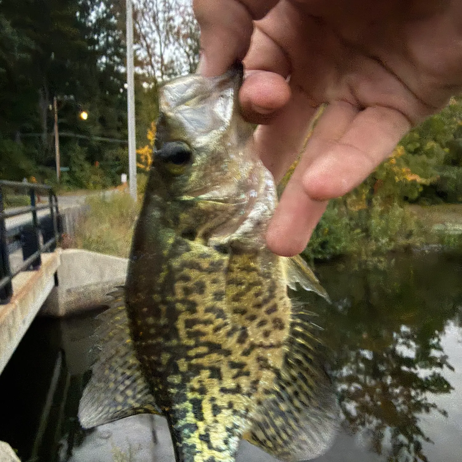 Black crappie caught on Fishbrain