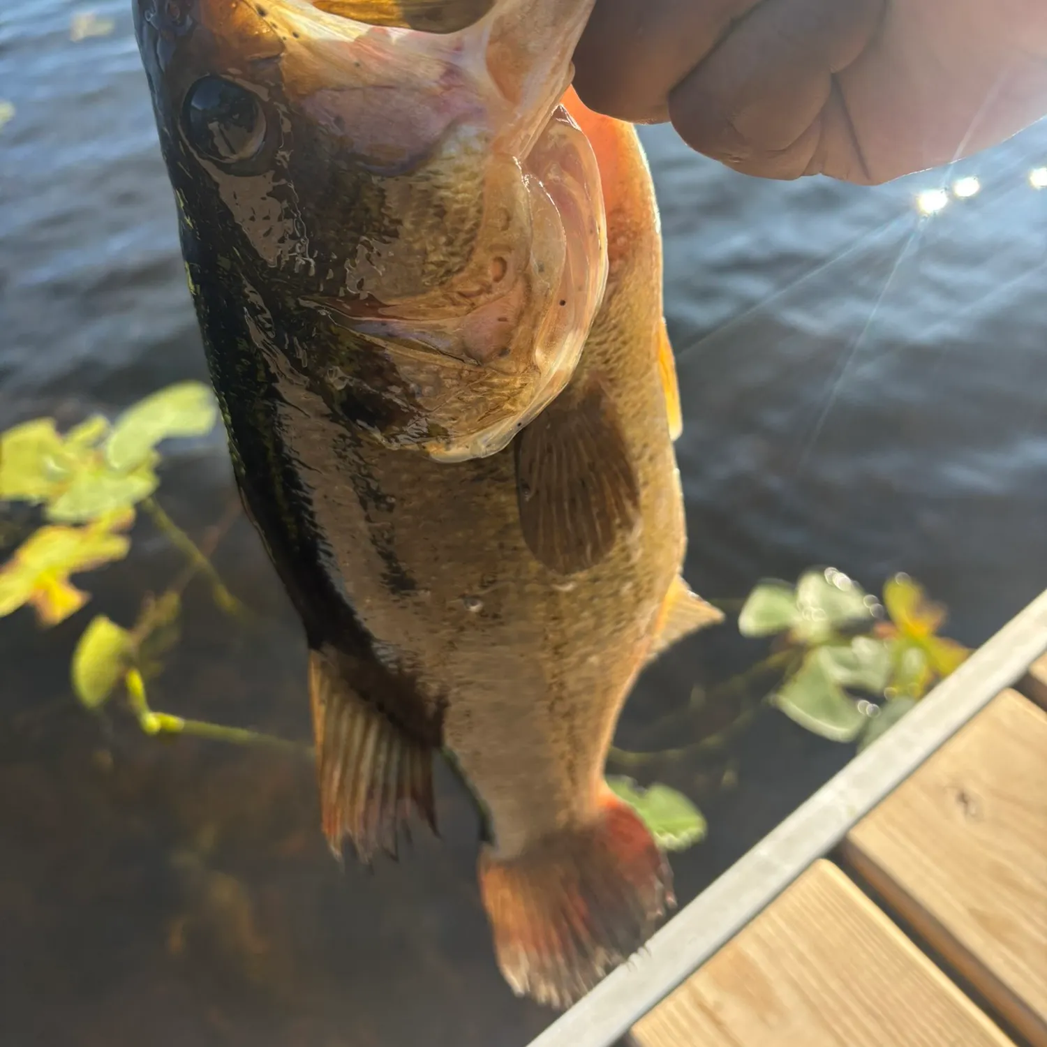 Largemouth bass caught on Fishbrain