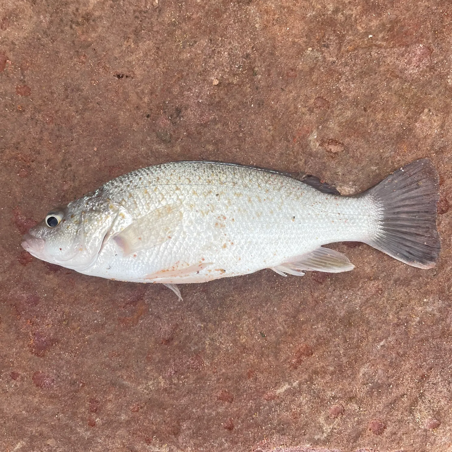 Bidyan perch caught on Fishbrain