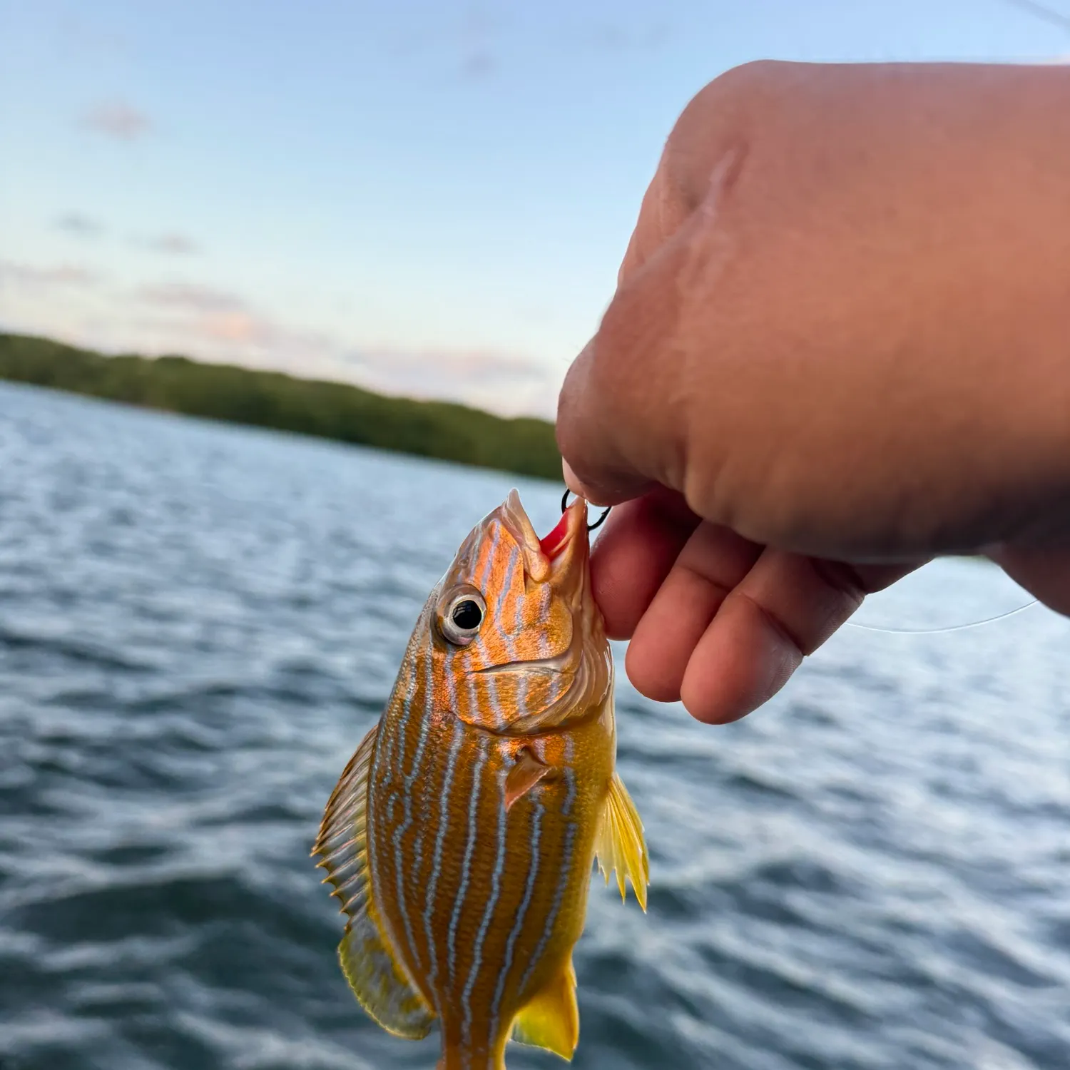 The most recent French grunt catches on Fishbrain