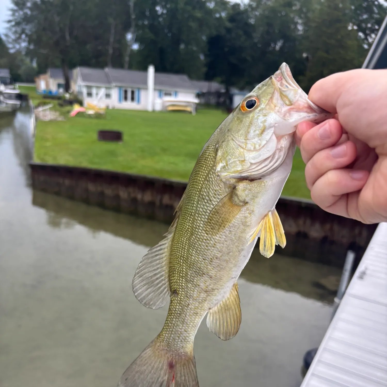 Smallmouth bass caught on Fishbrain