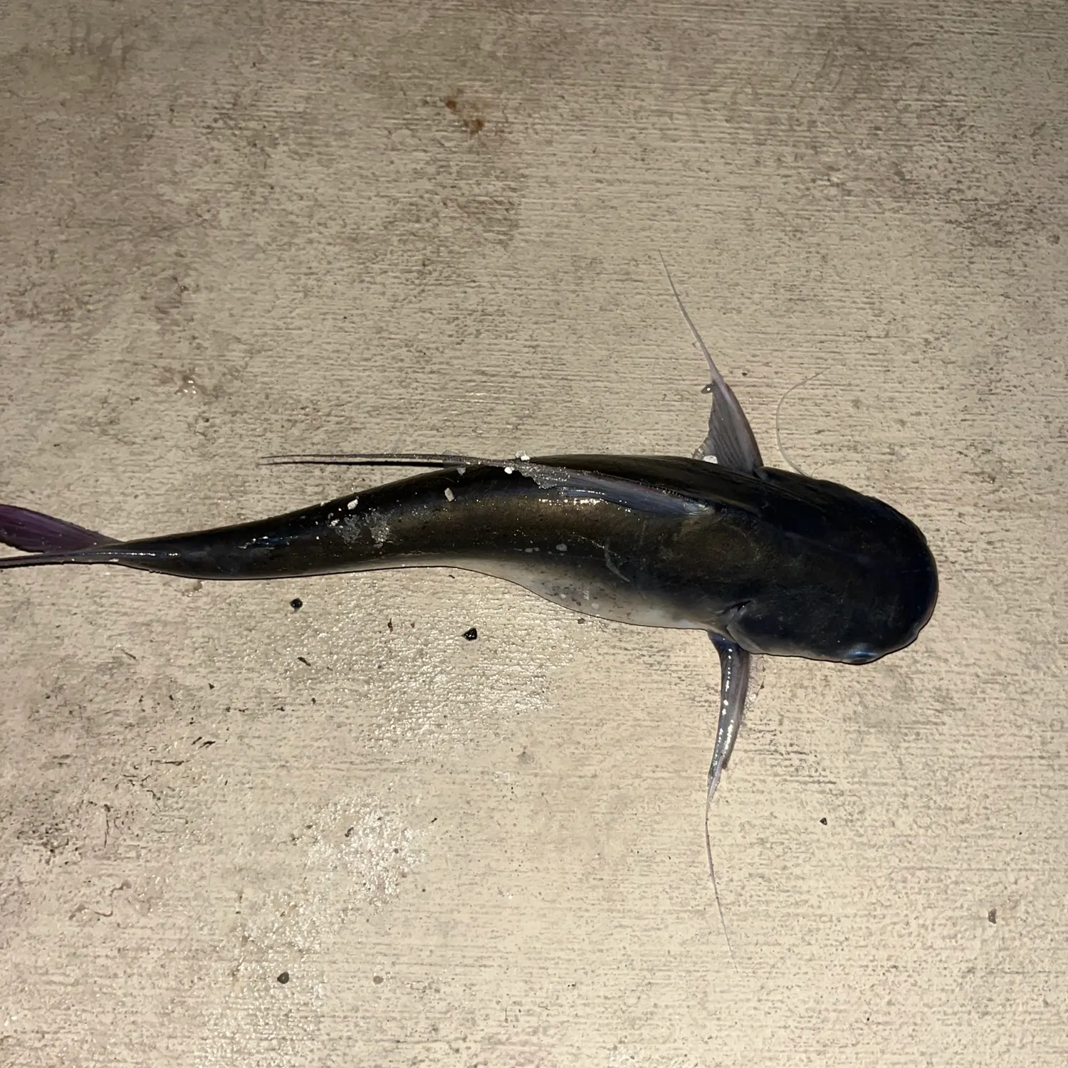 The most recent Gafftopsail sea catfish catches on Fishbrain