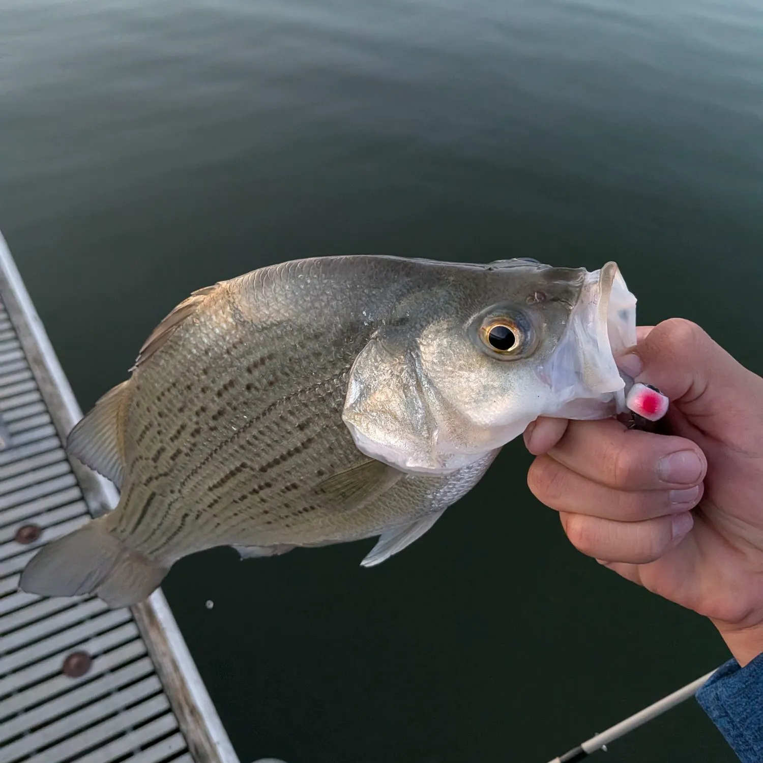 White bass caught on Fishbrain
