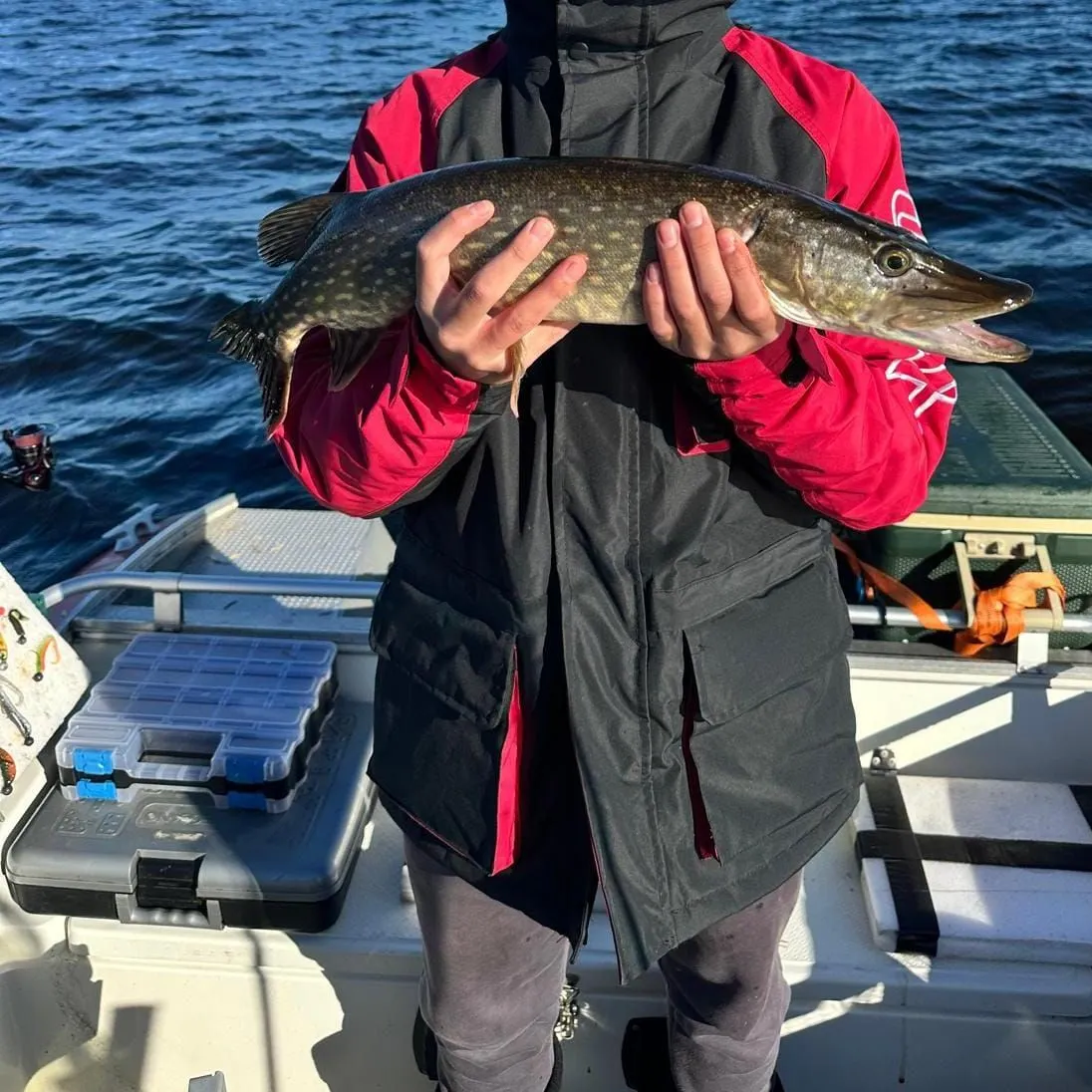 Northern pike caught on Fishbrain