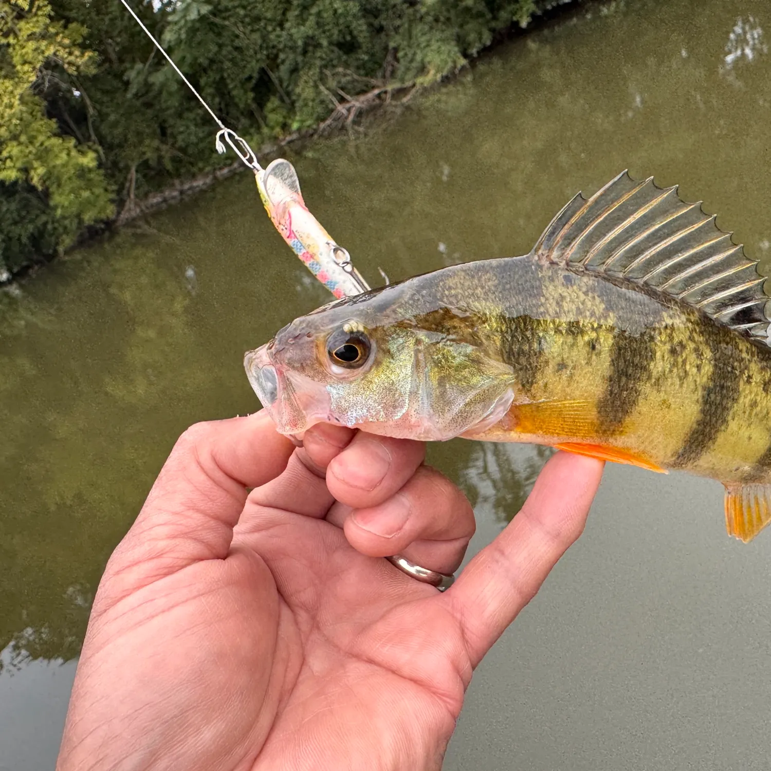 Yellow perch caught on Fishbrain