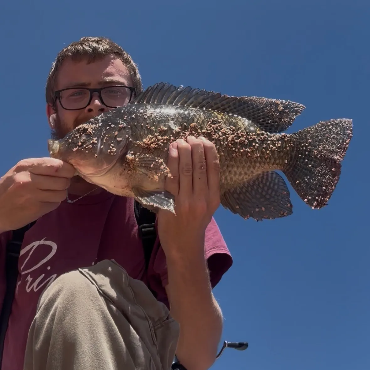 Nile tilapia caught on Fishbrain