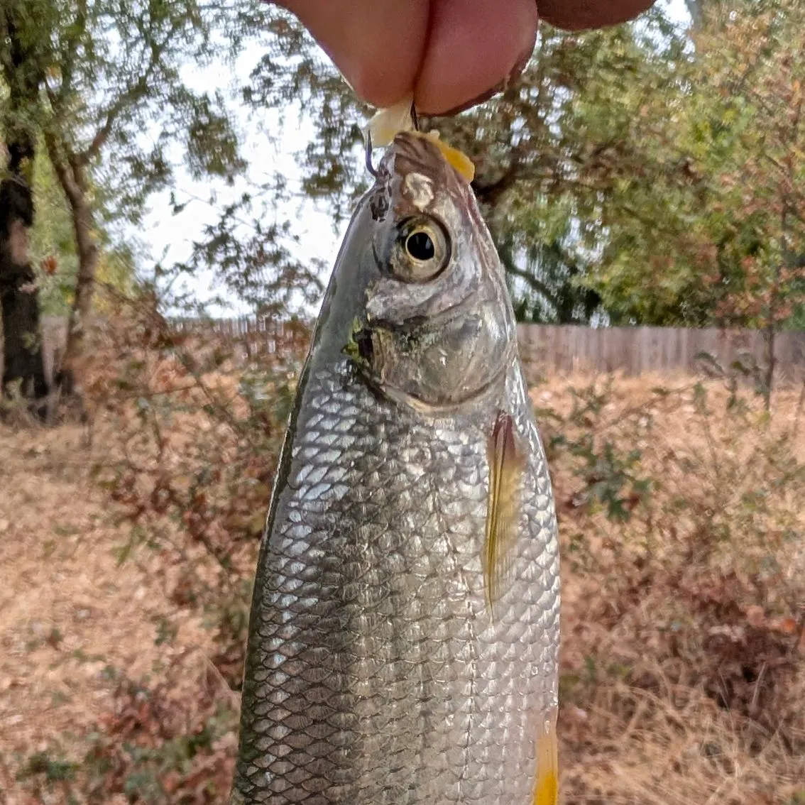 Golden shiner caught on Fishbrain