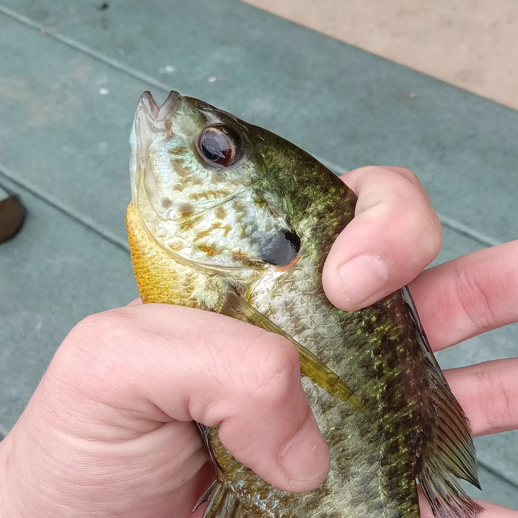 Redear sunfish caught on Fishbrain