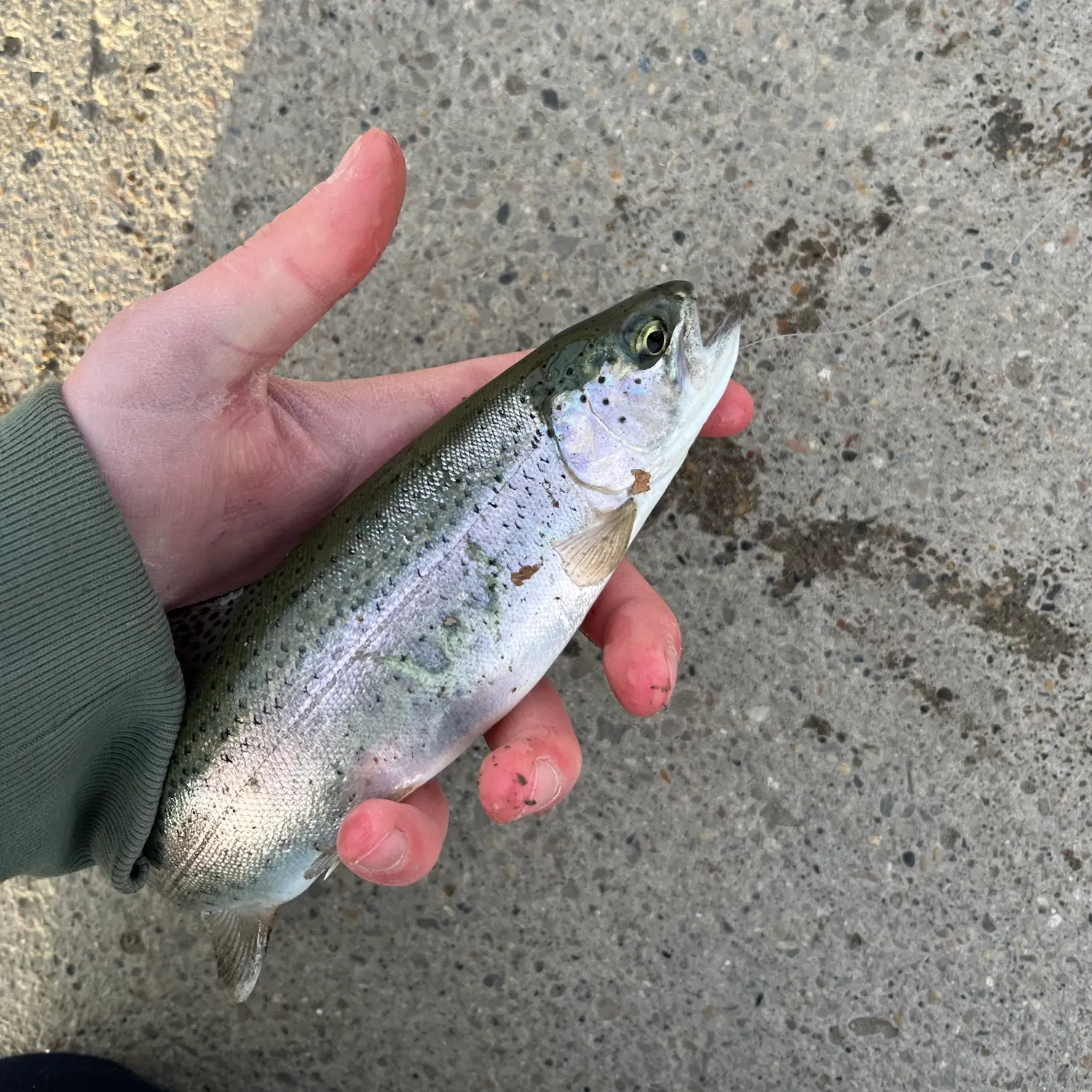 Rainbow trout caught on Fishbrain