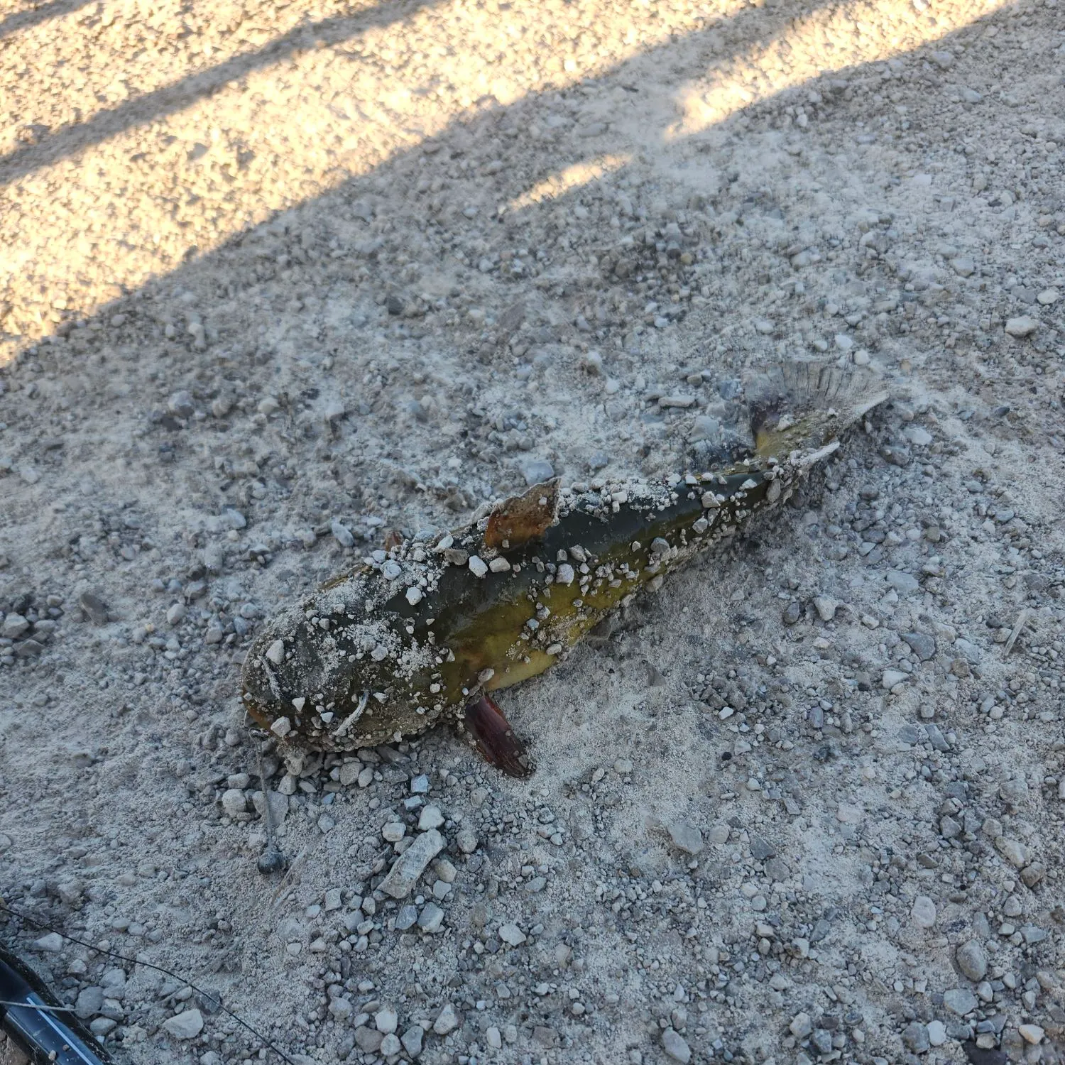 Yellow bullhead caught on Fishbrain