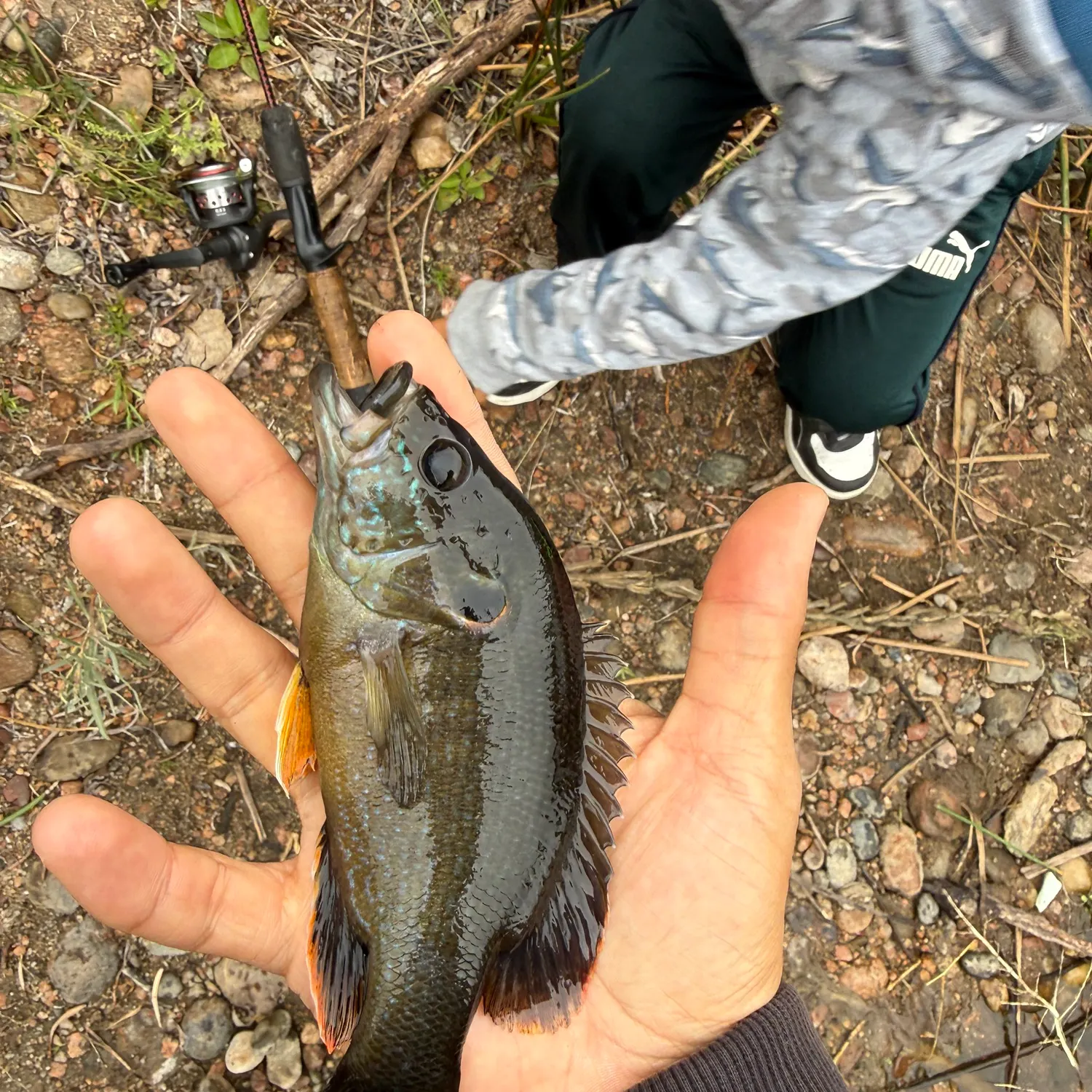 Green sunfish caught on Fishbrain
