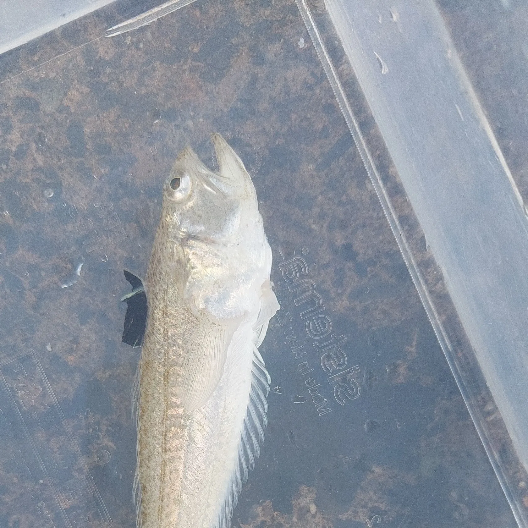 Lesser weever caught on Fishbrain