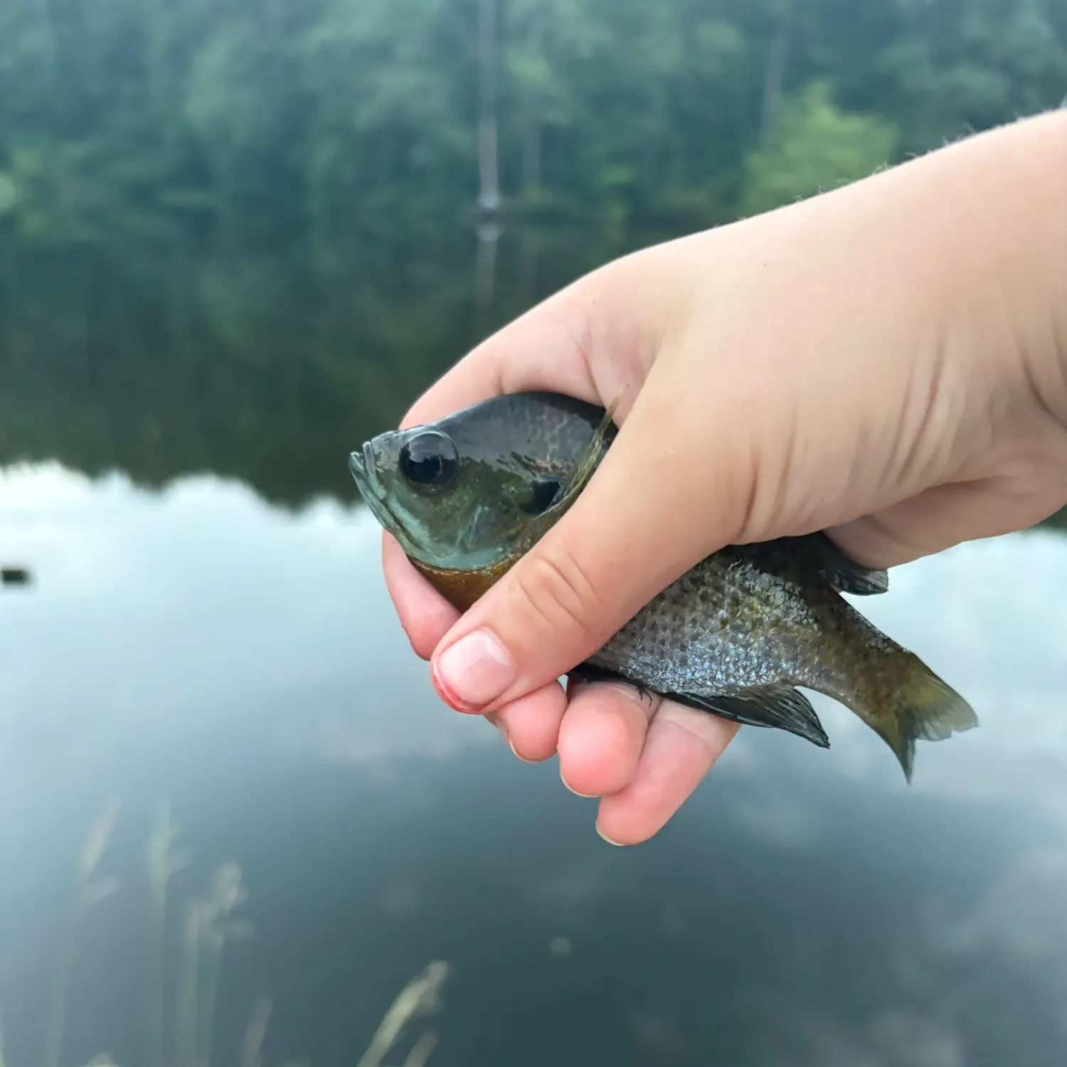 Bluegill caught on Fishbrain