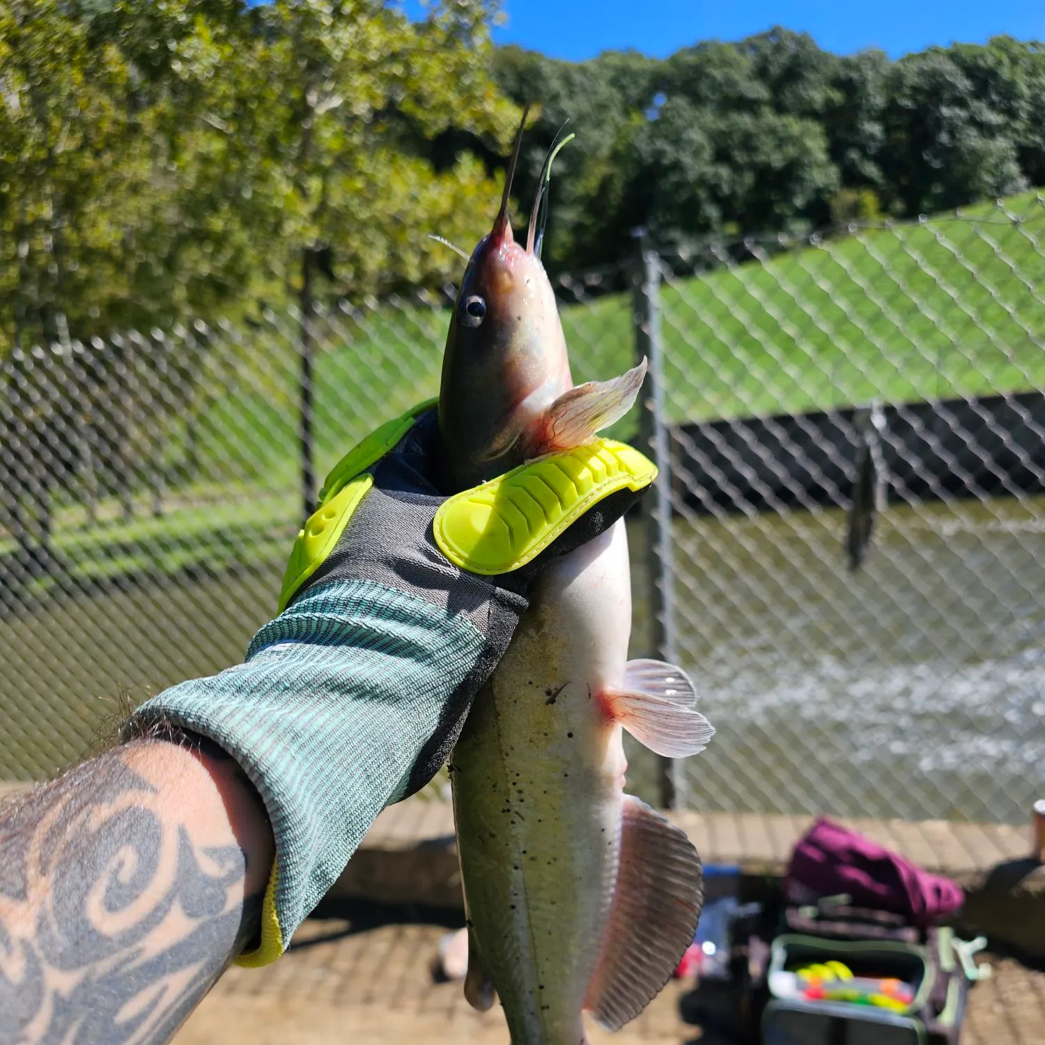 Channel catfish caught on Fishbrain