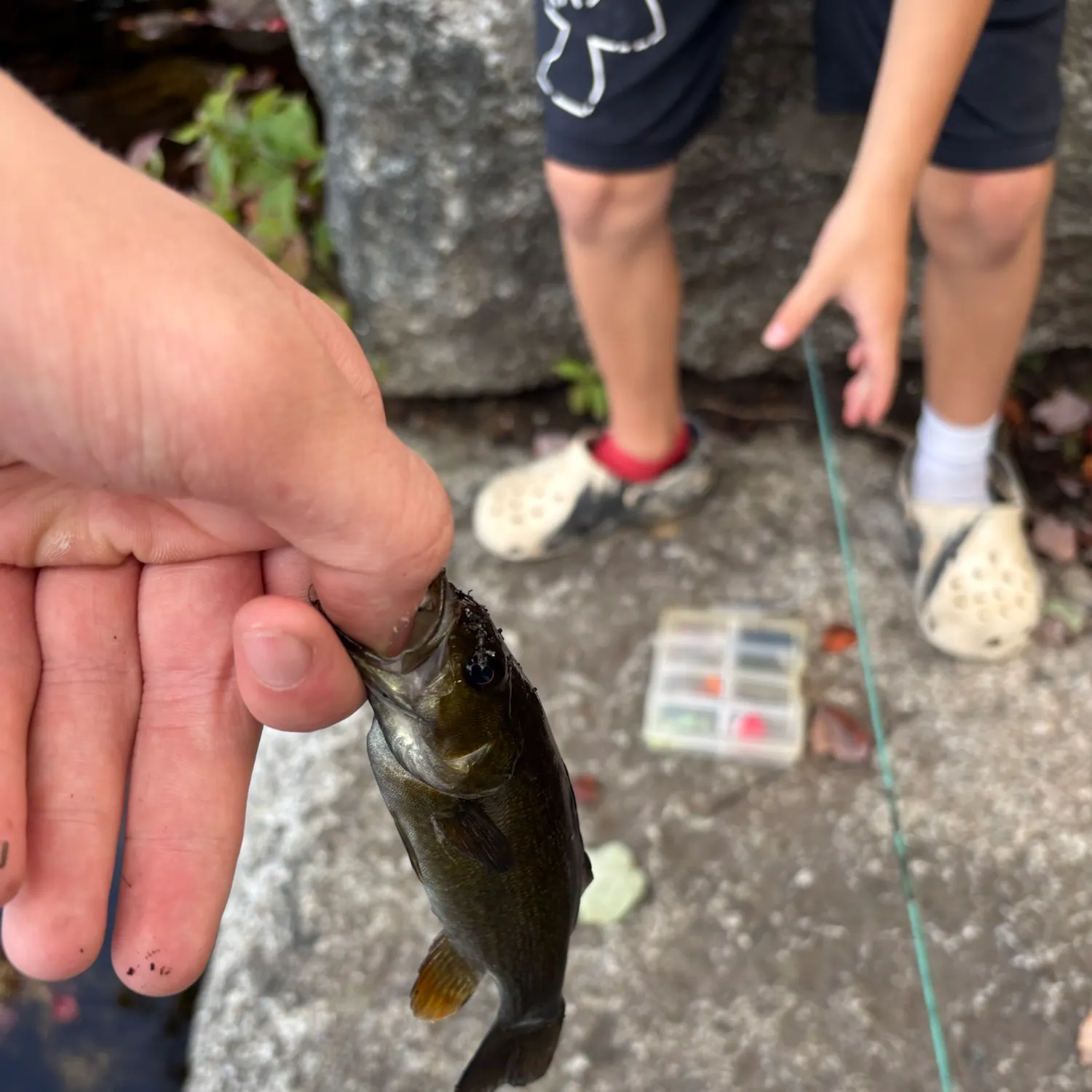 Smallmouth bass caught on Fishbrain