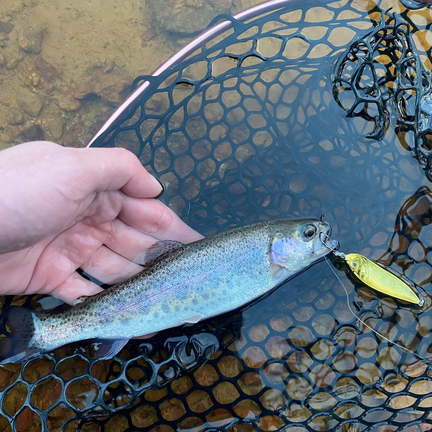 Rainbow trout caught on Fishbrain