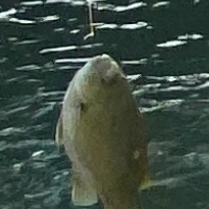 The most recent Opaleye catches on Fishbrain