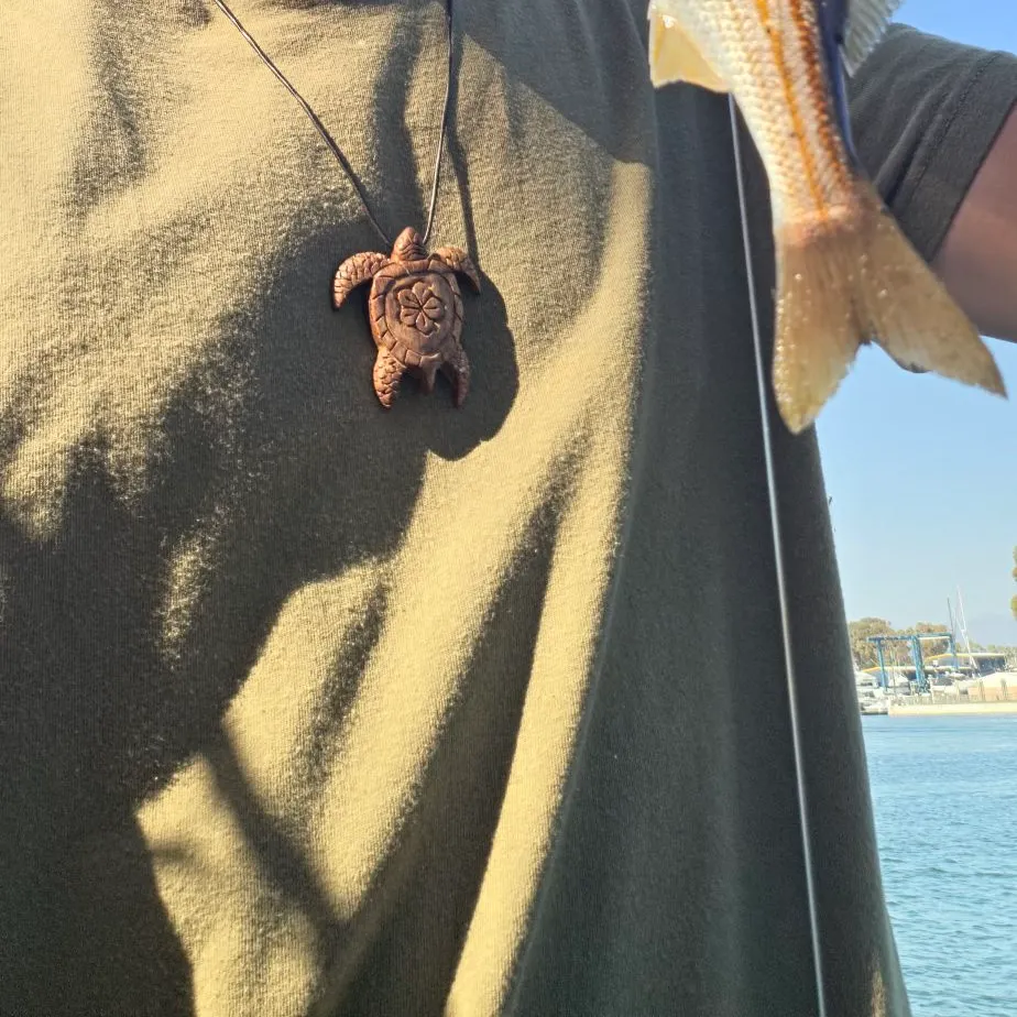 The most recent Californian salema catches on Fishbrain