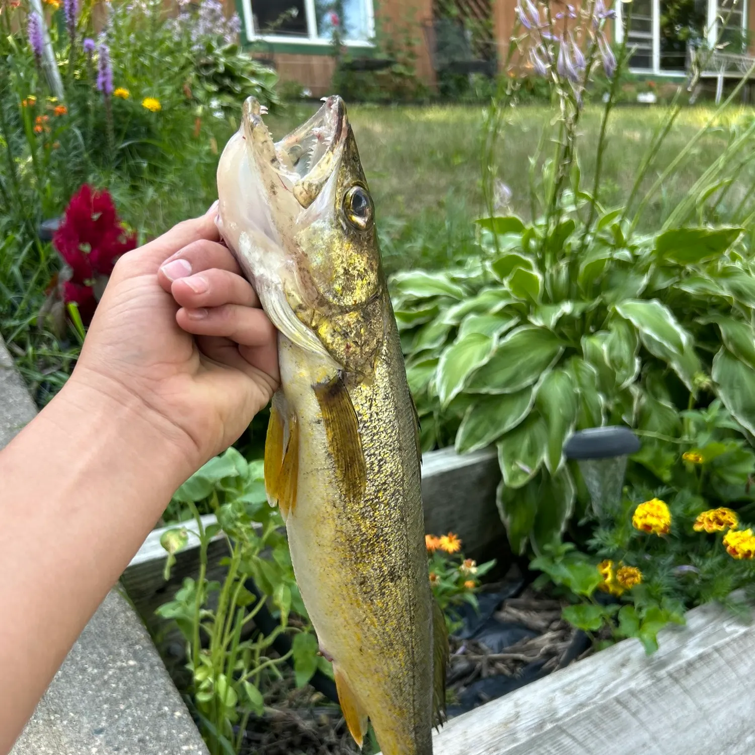 Walleye caught on Fishbrain