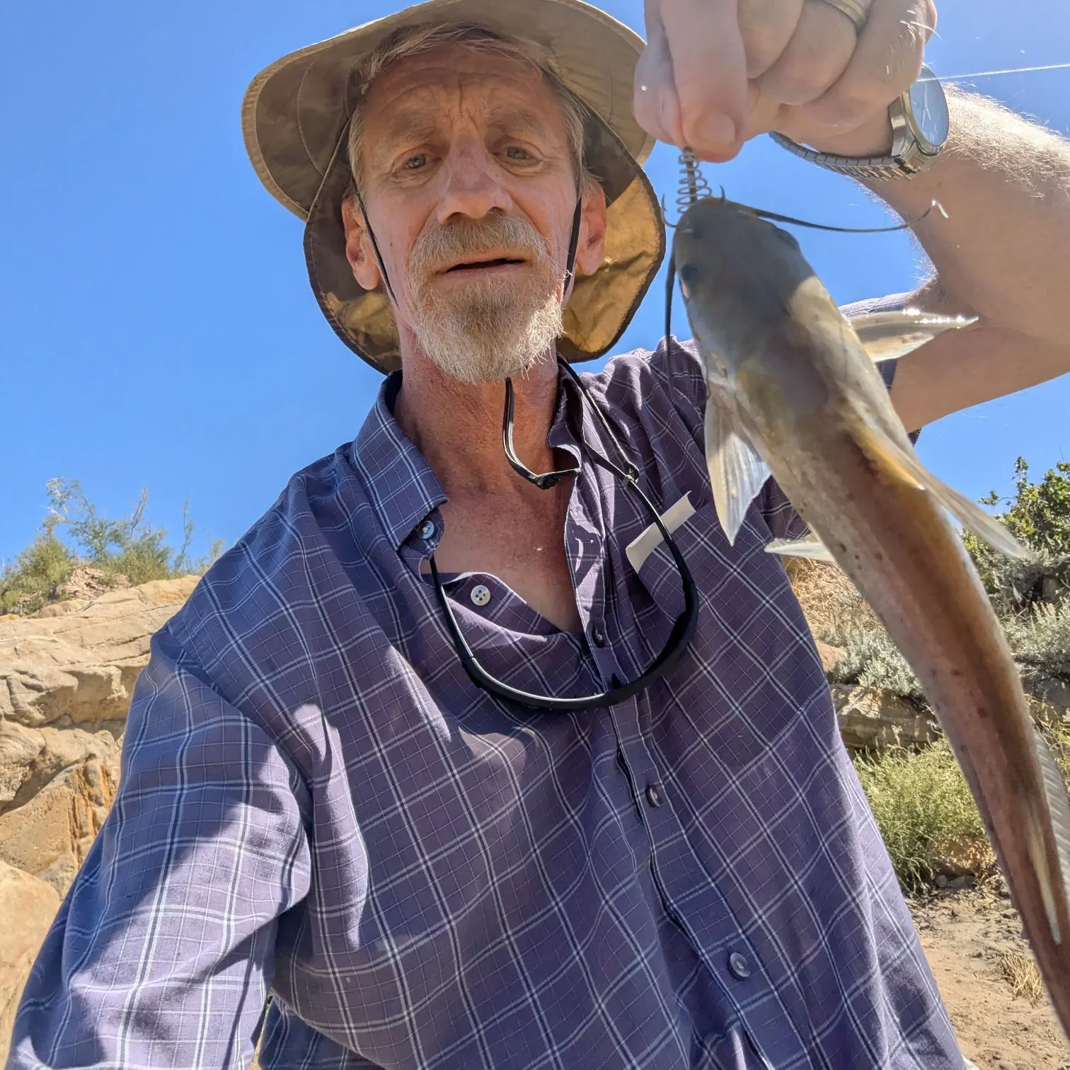 Channel catfish caught on Fishbrain