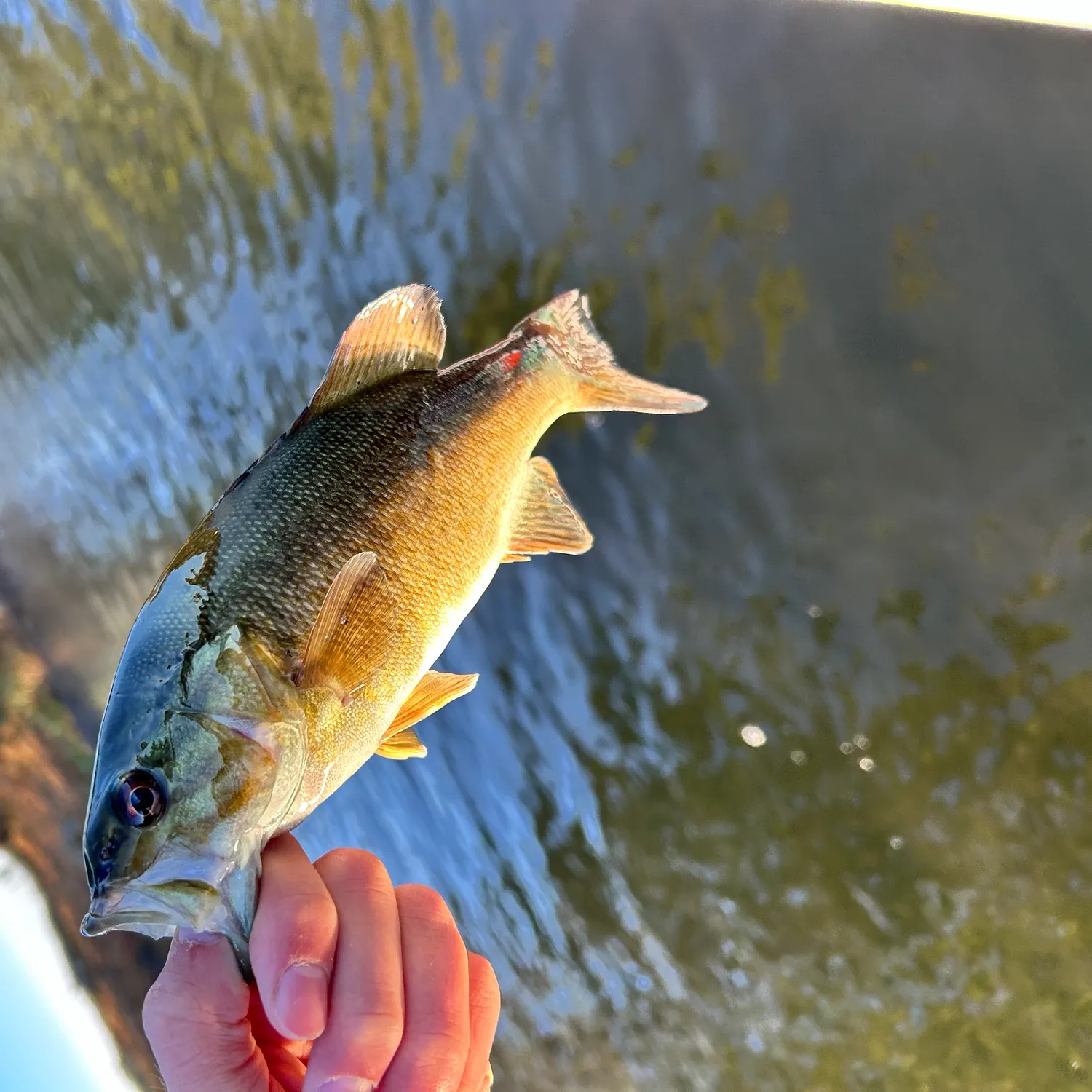 Smallmouth bass caught on Fishbrain