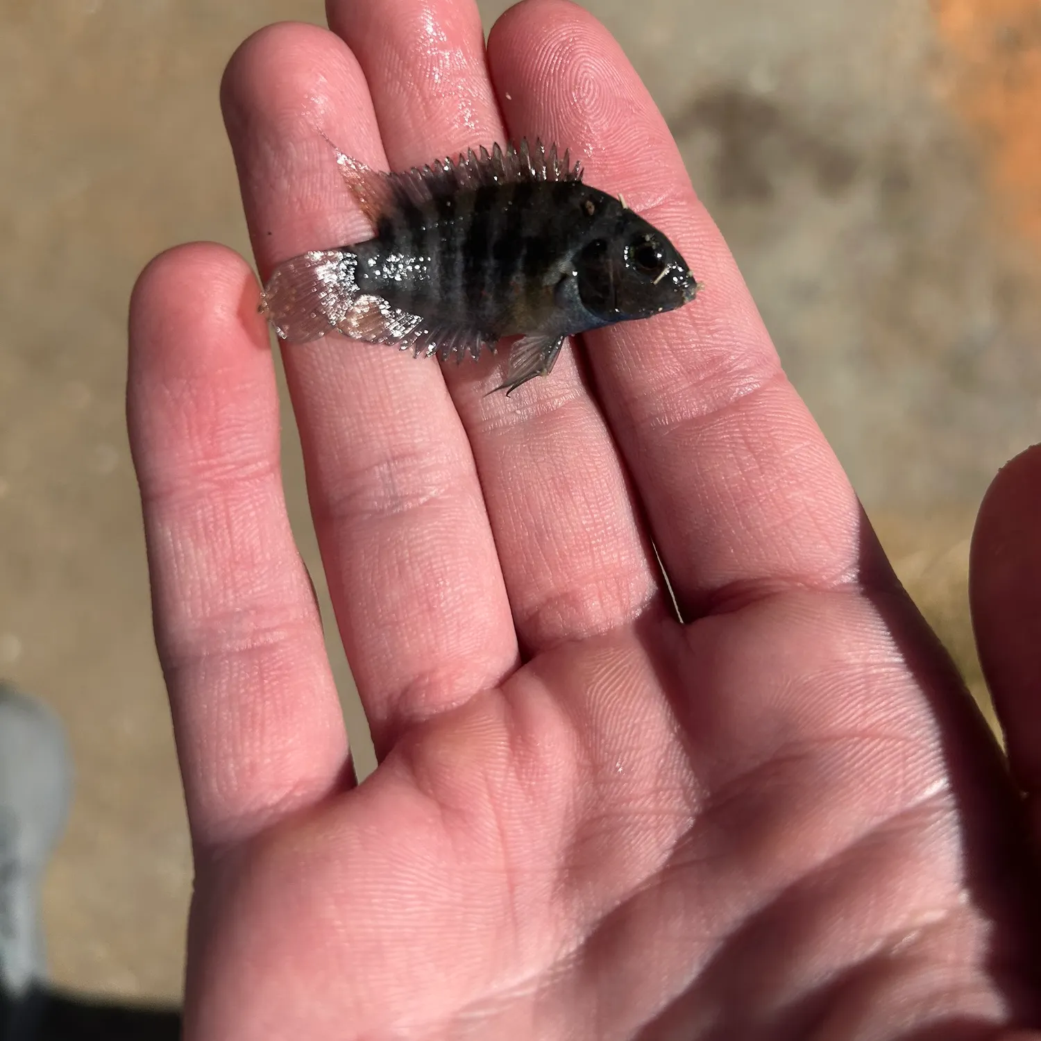 The most recent Convict cichlid catches on Fishbrain