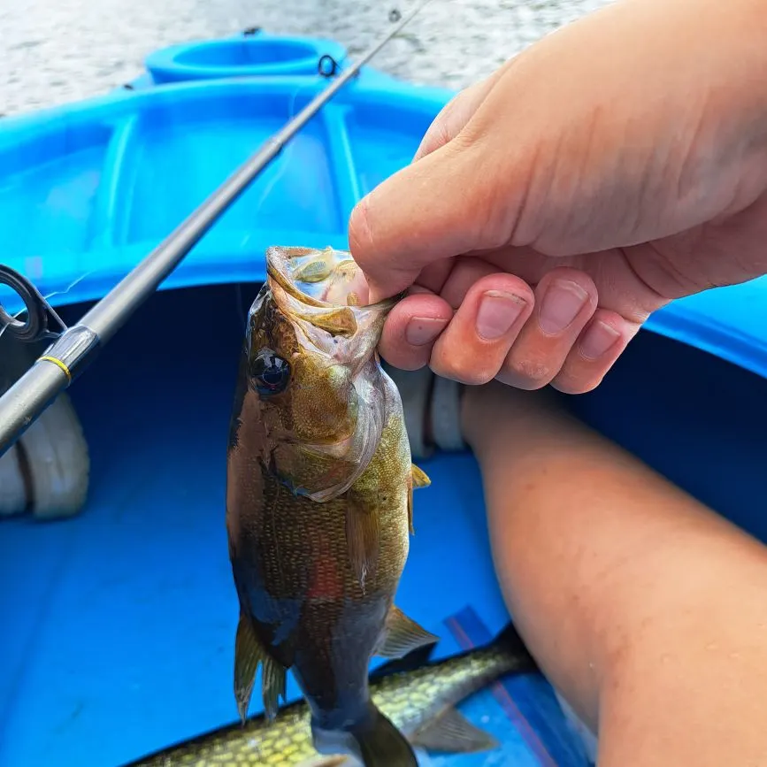 Smallmouth bass caught on Fishbrain