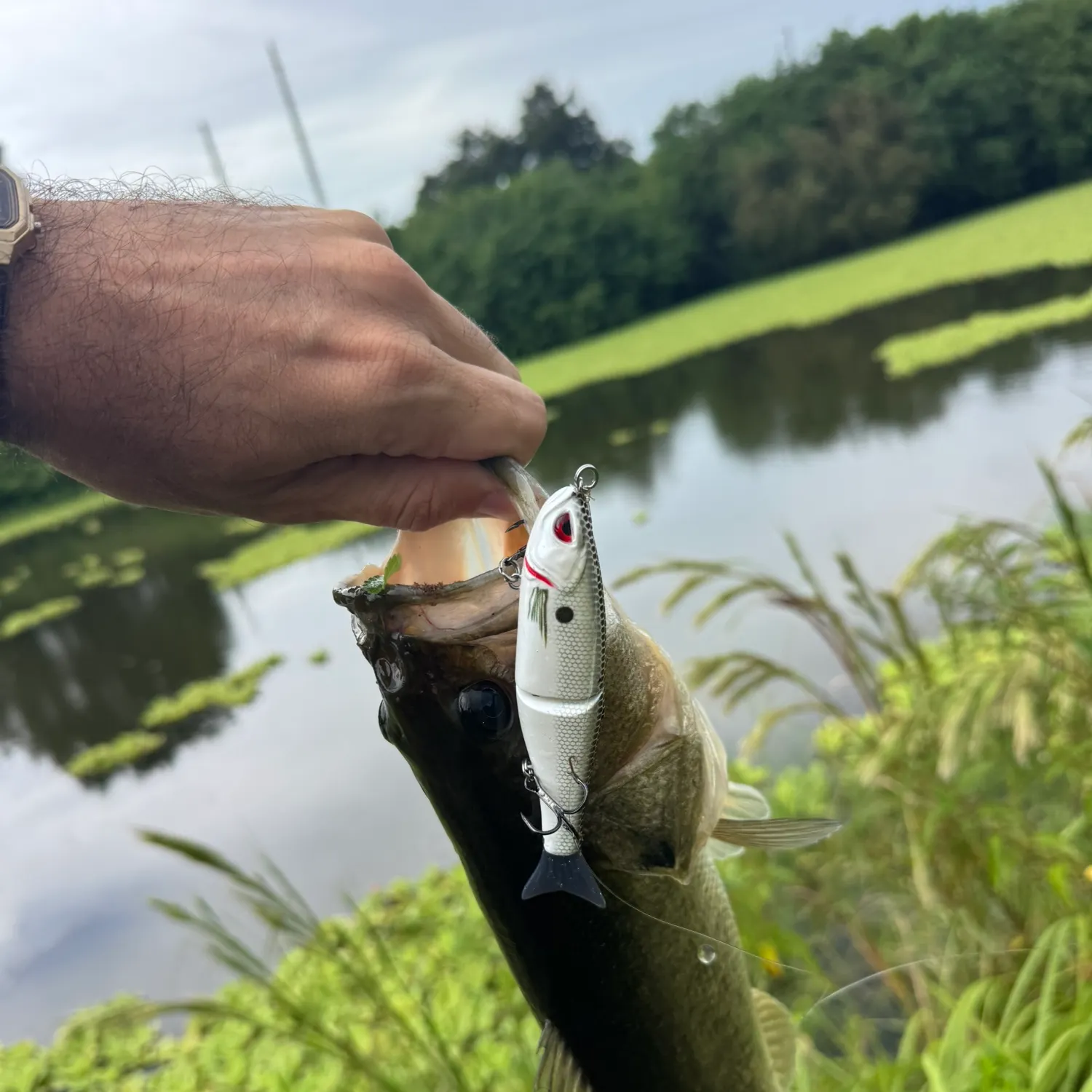 Largemouth bass caught on Fishbrain